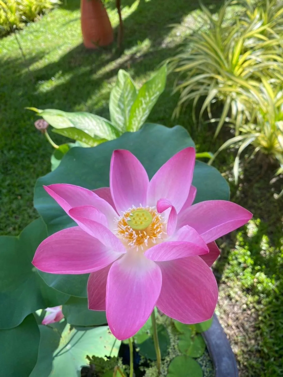 Garden in Royal Phawadee Village Patong - 2 Minutes walk to the beach