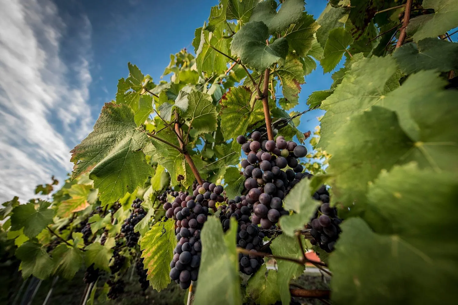 Natural landscape in Hotel Edison Poznań Lotnisko Ławica