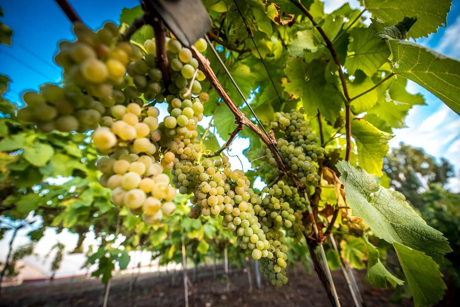 Natural landscape in Hotel Edison Poznań Lotnisko Ławica