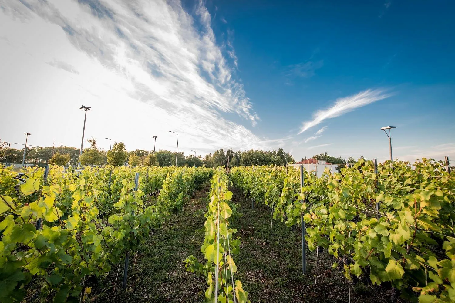Natural landscape in Hotel Edison Poznań Lotnisko Ławica