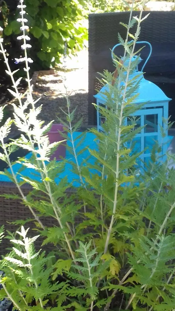 Patio in La Maison D'ayona
