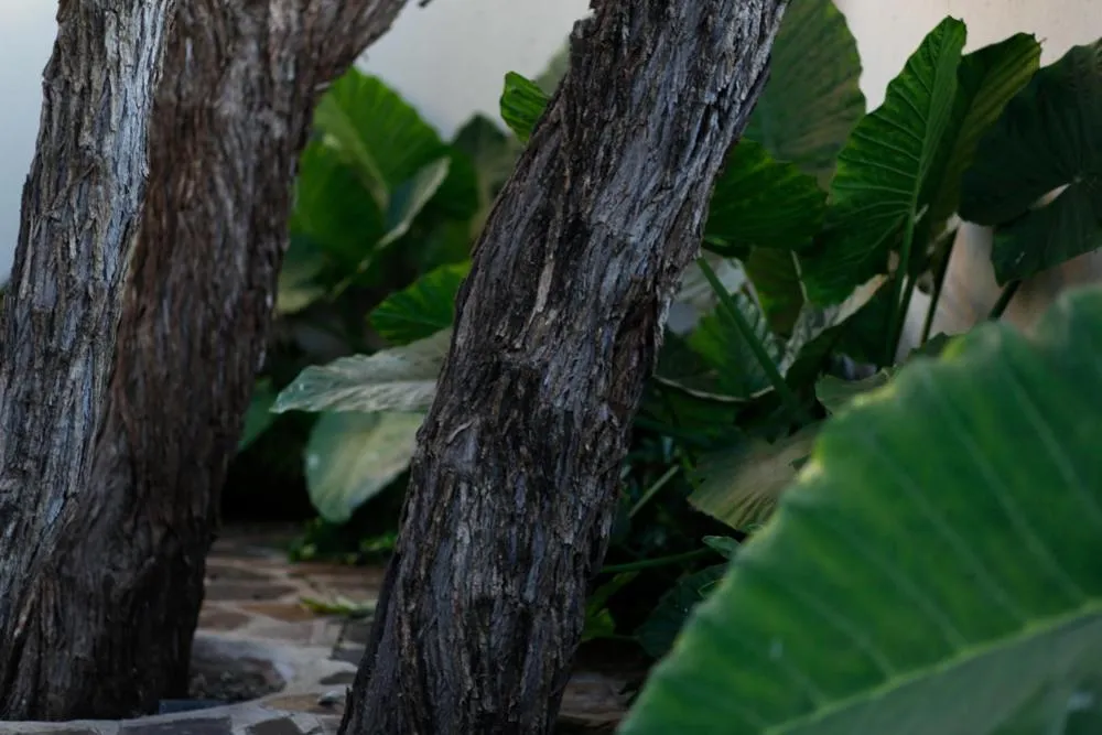 Garden in The Hedge Guesthouse