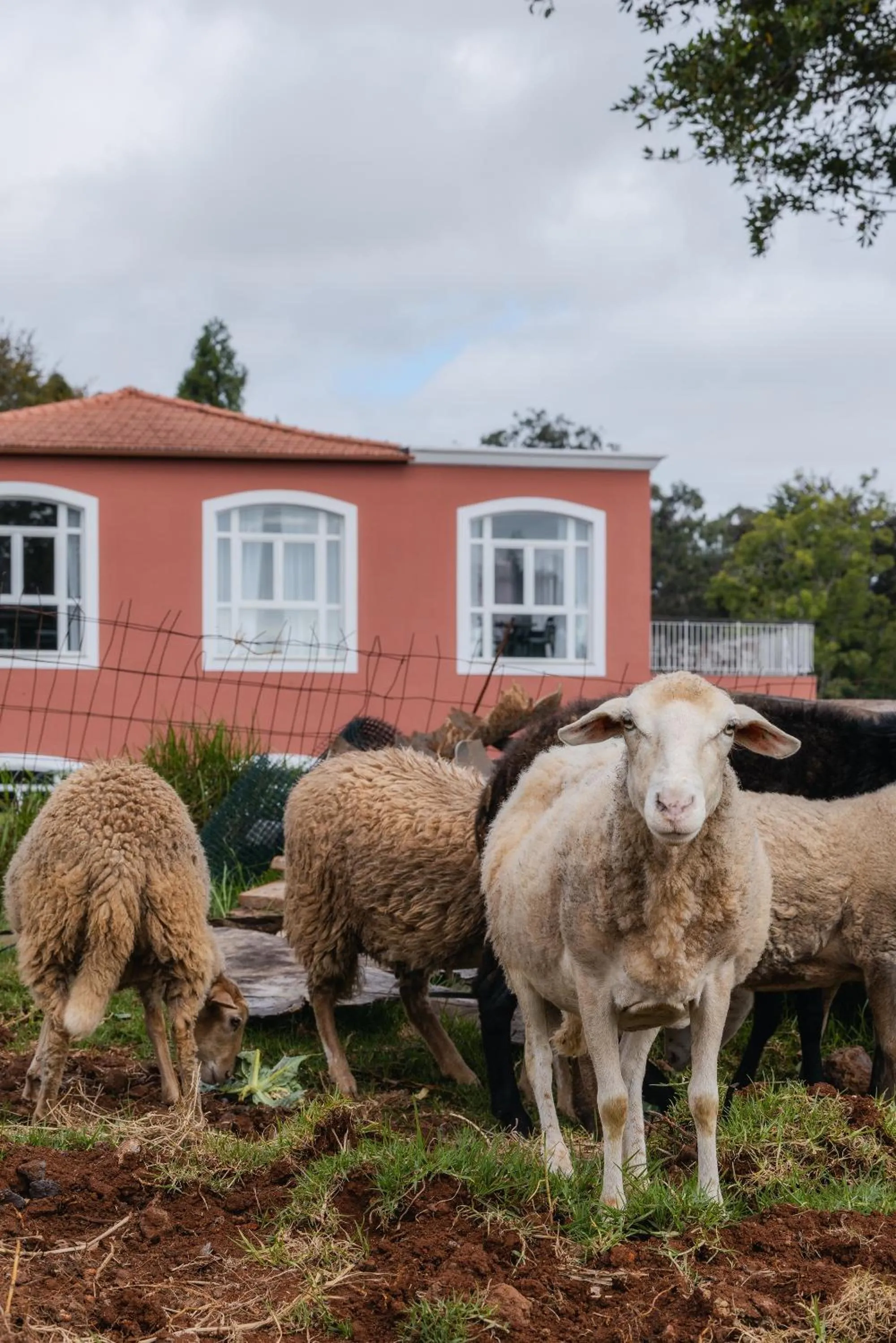 Area and facilities in Enotel Santo da Serra