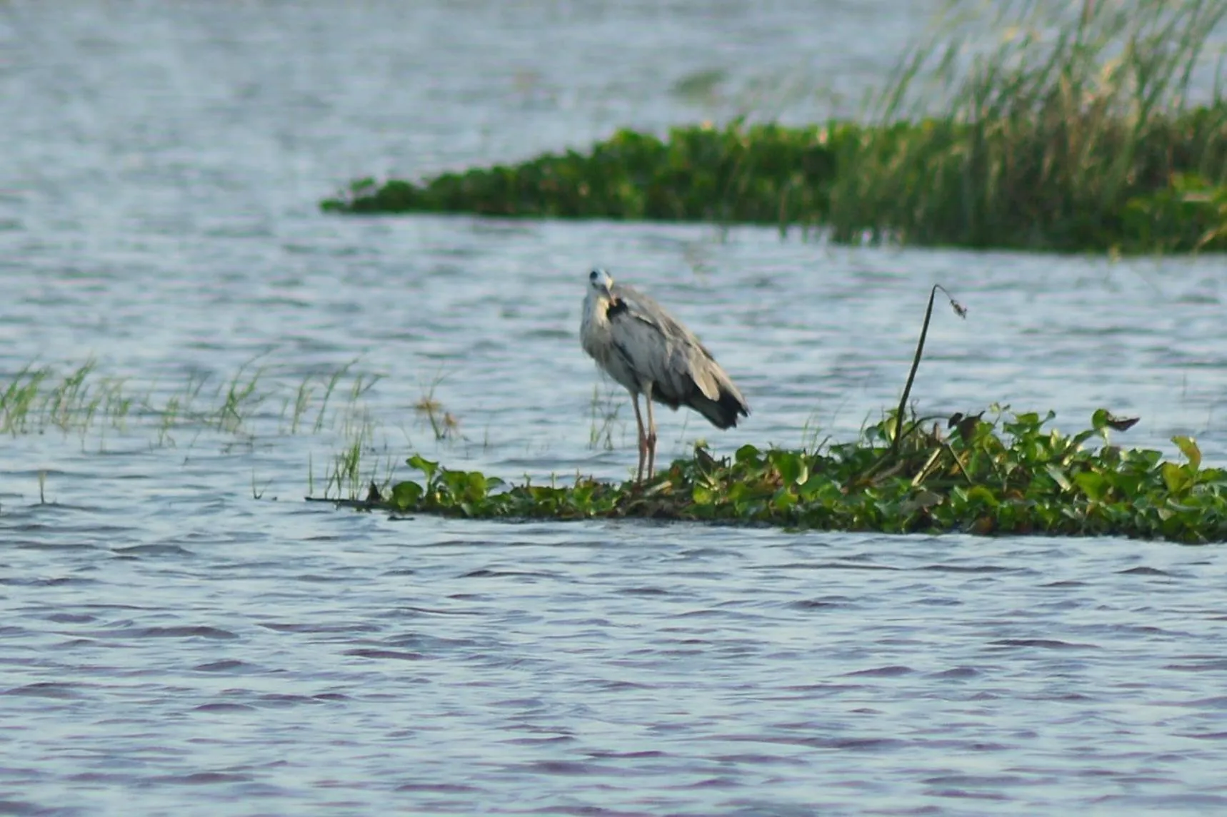 Animals in Treasure House Tourist Rest