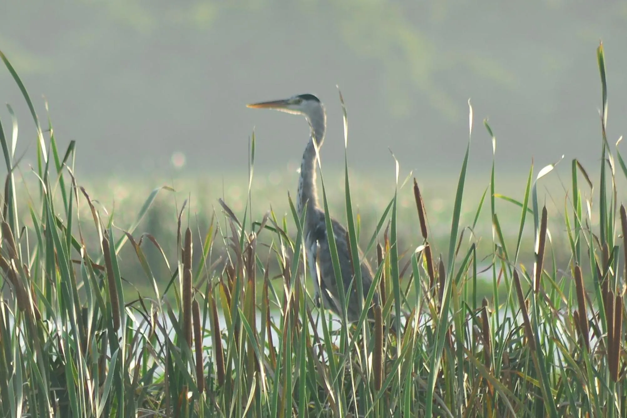 Animals in Treasure House Tourist Rest