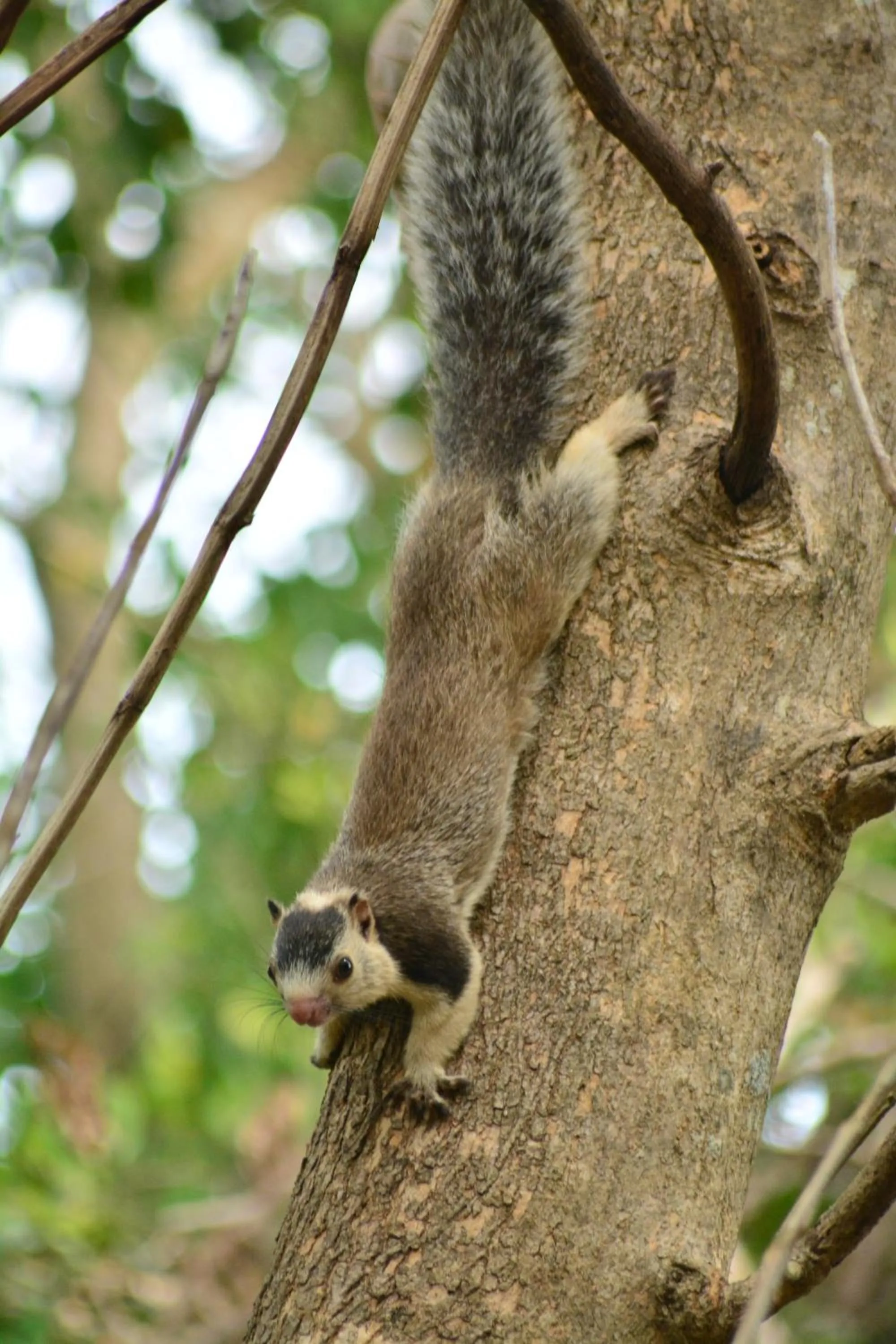 Animals in Treasure House Tourist Rest