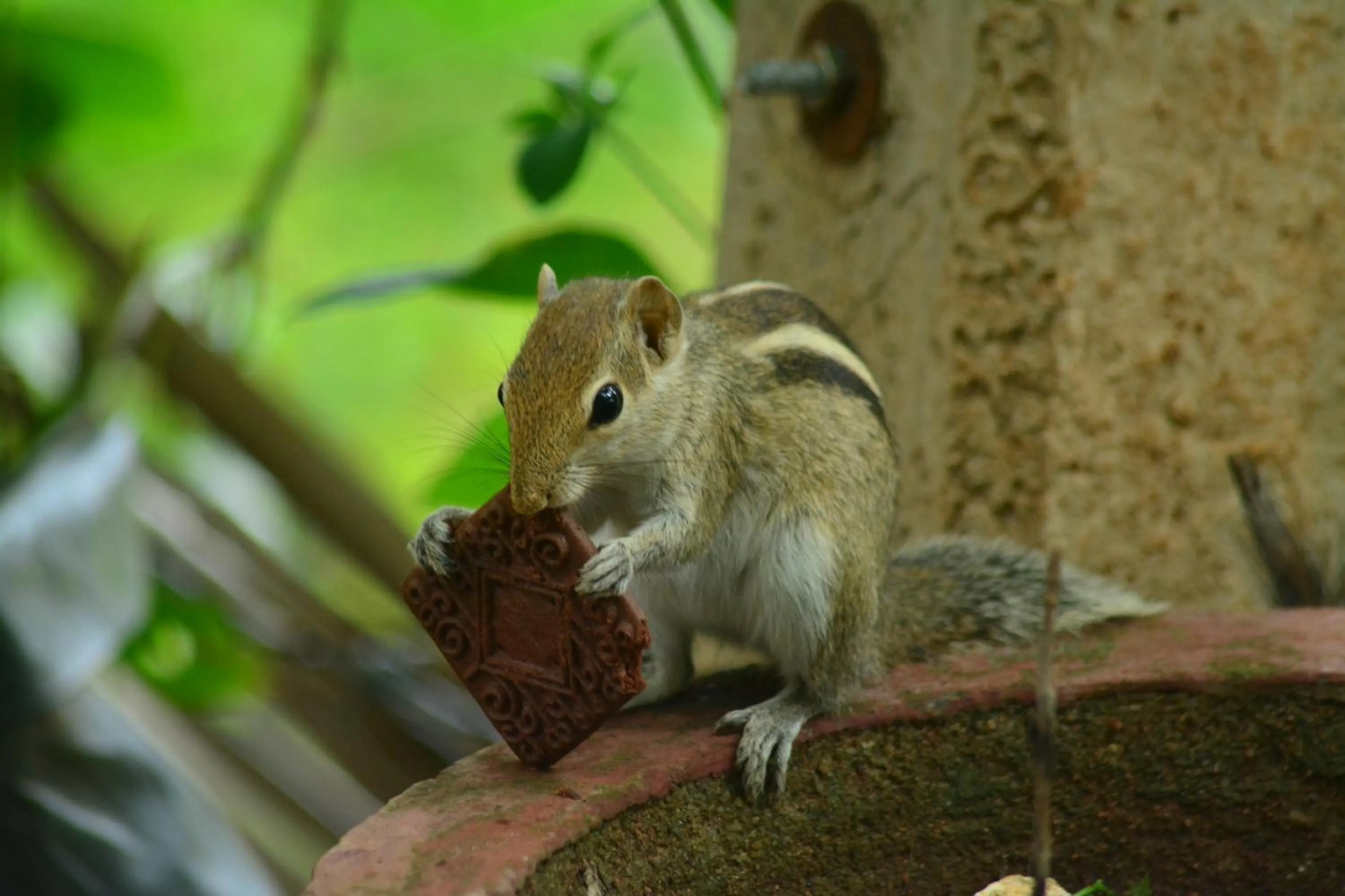 Animals in Treasure House Tourist Rest