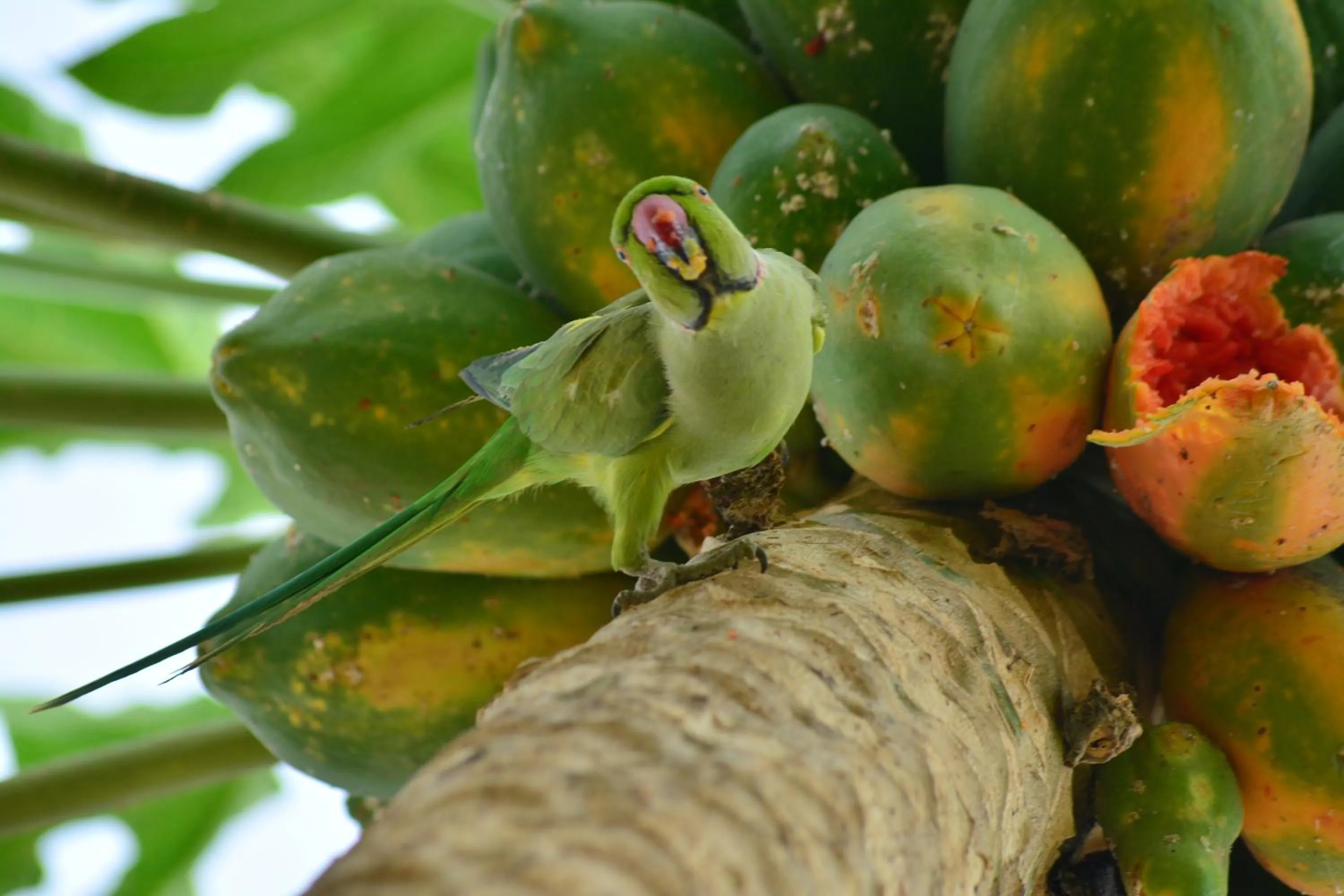 Animals in Treasure House Tourist Rest