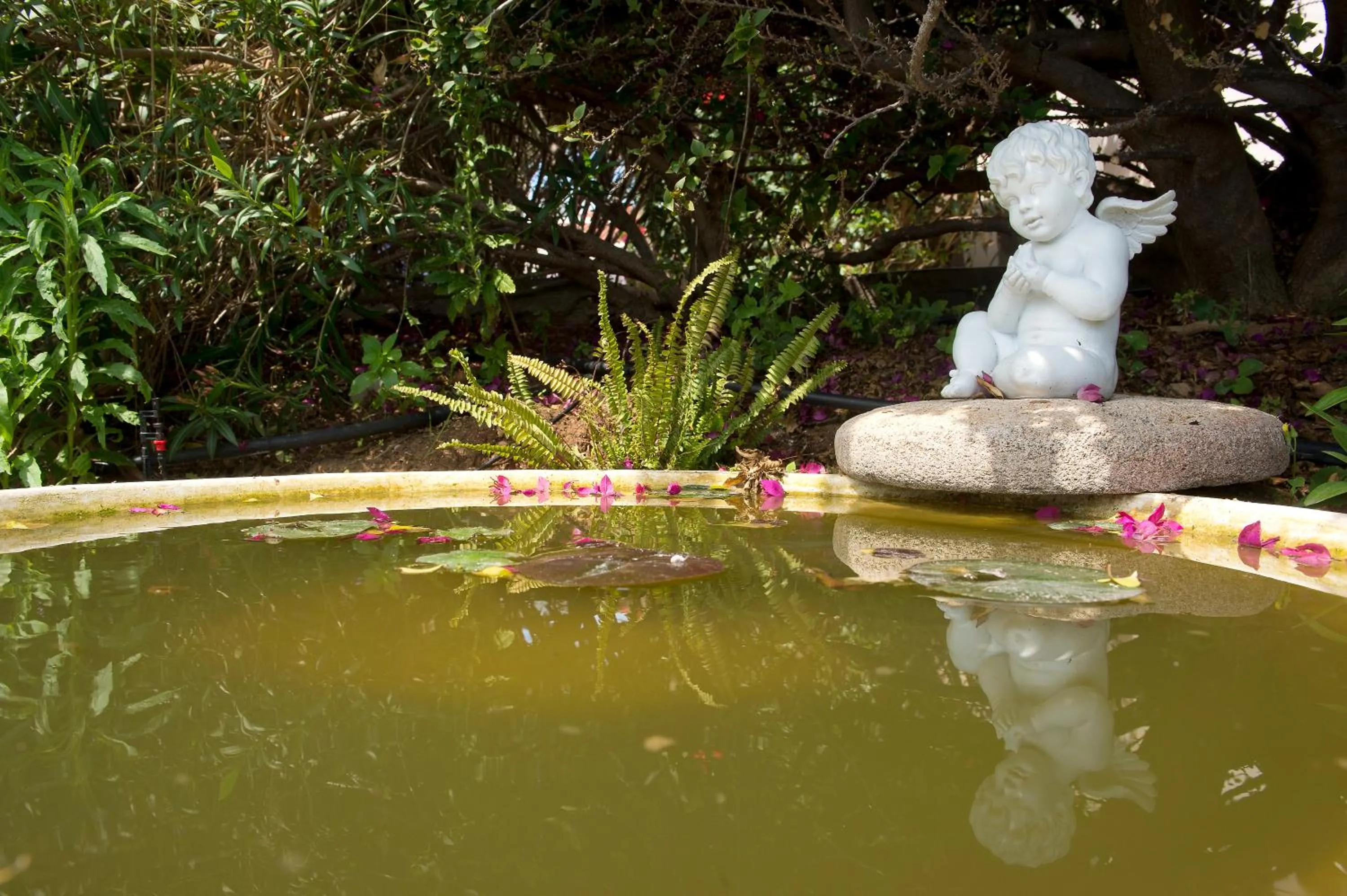 Garden in Akamanthea Holiday Village