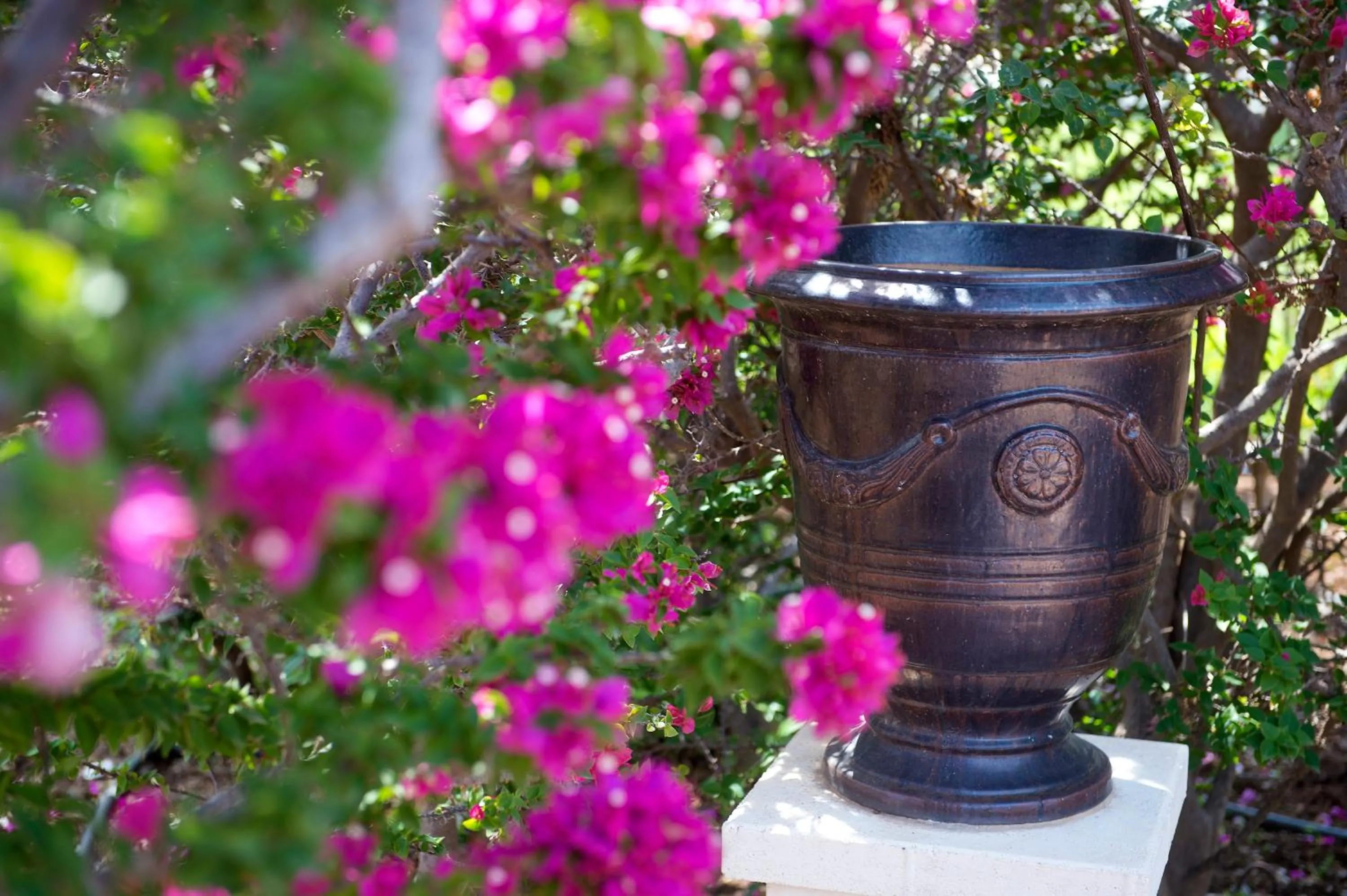Garden in Akamanthea Holiday Village