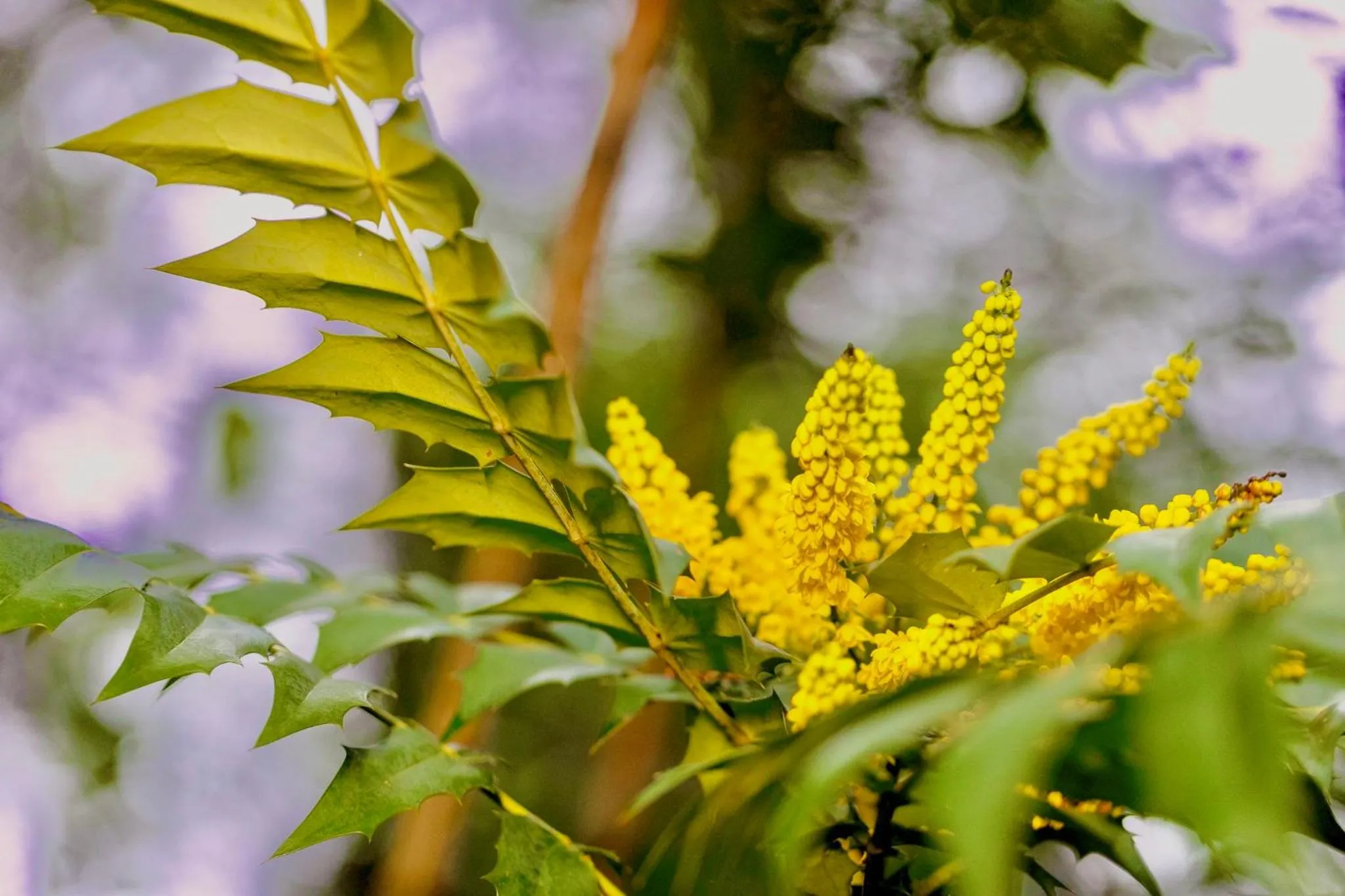 Garden in Clone House Event Villa