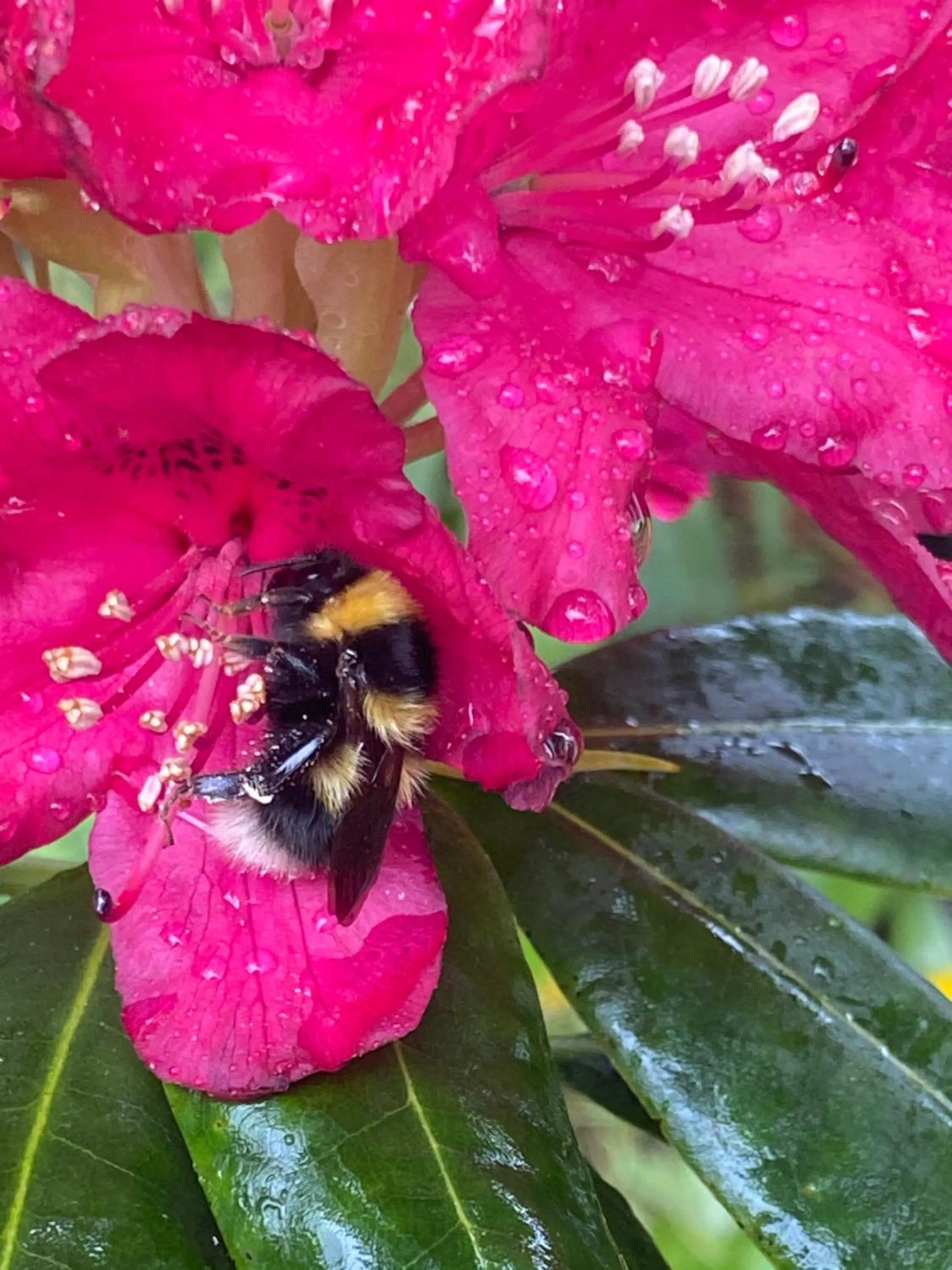 Garden in Clone House Event Villa