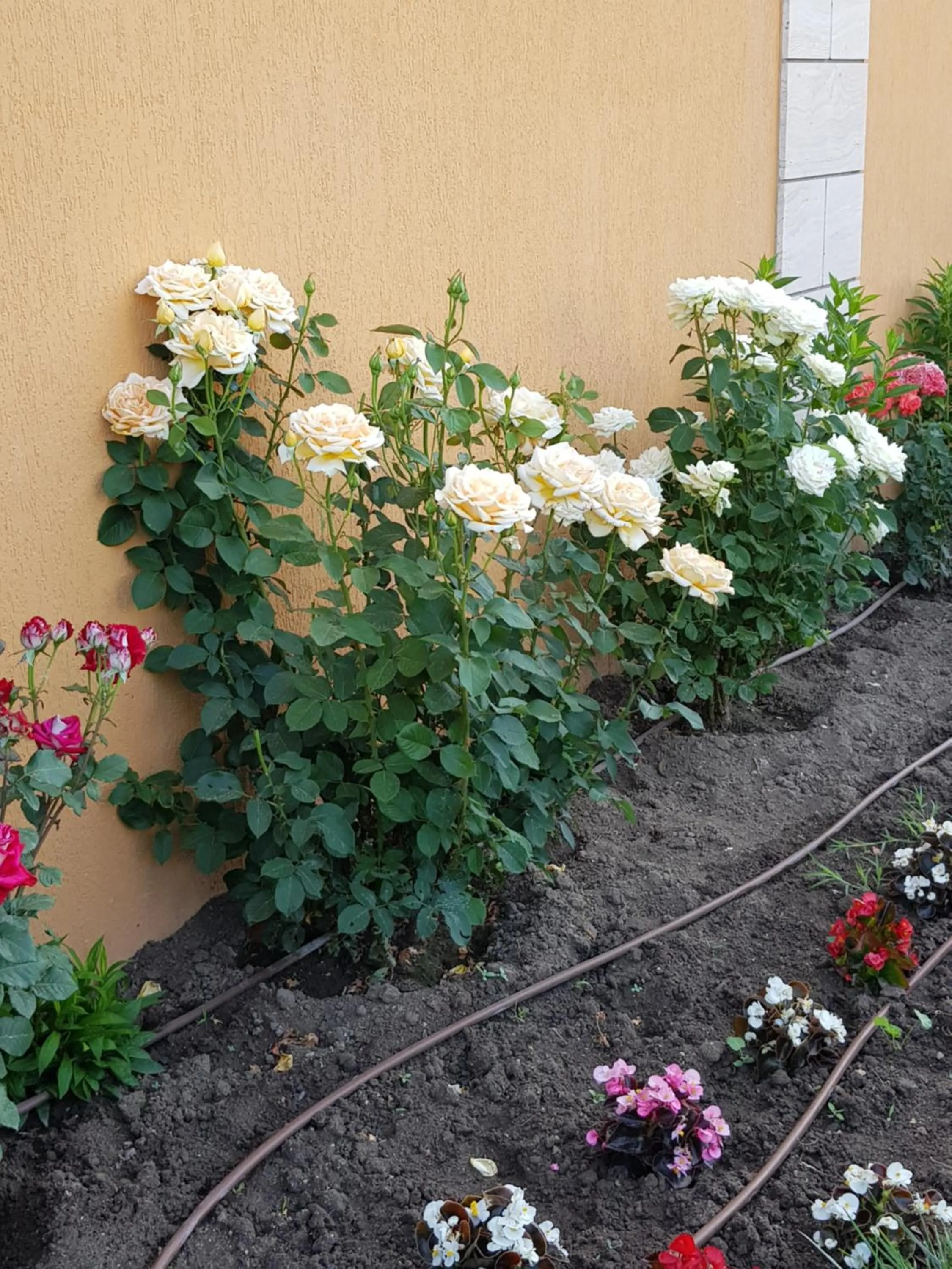 Garden in Boulevard Sea Residence