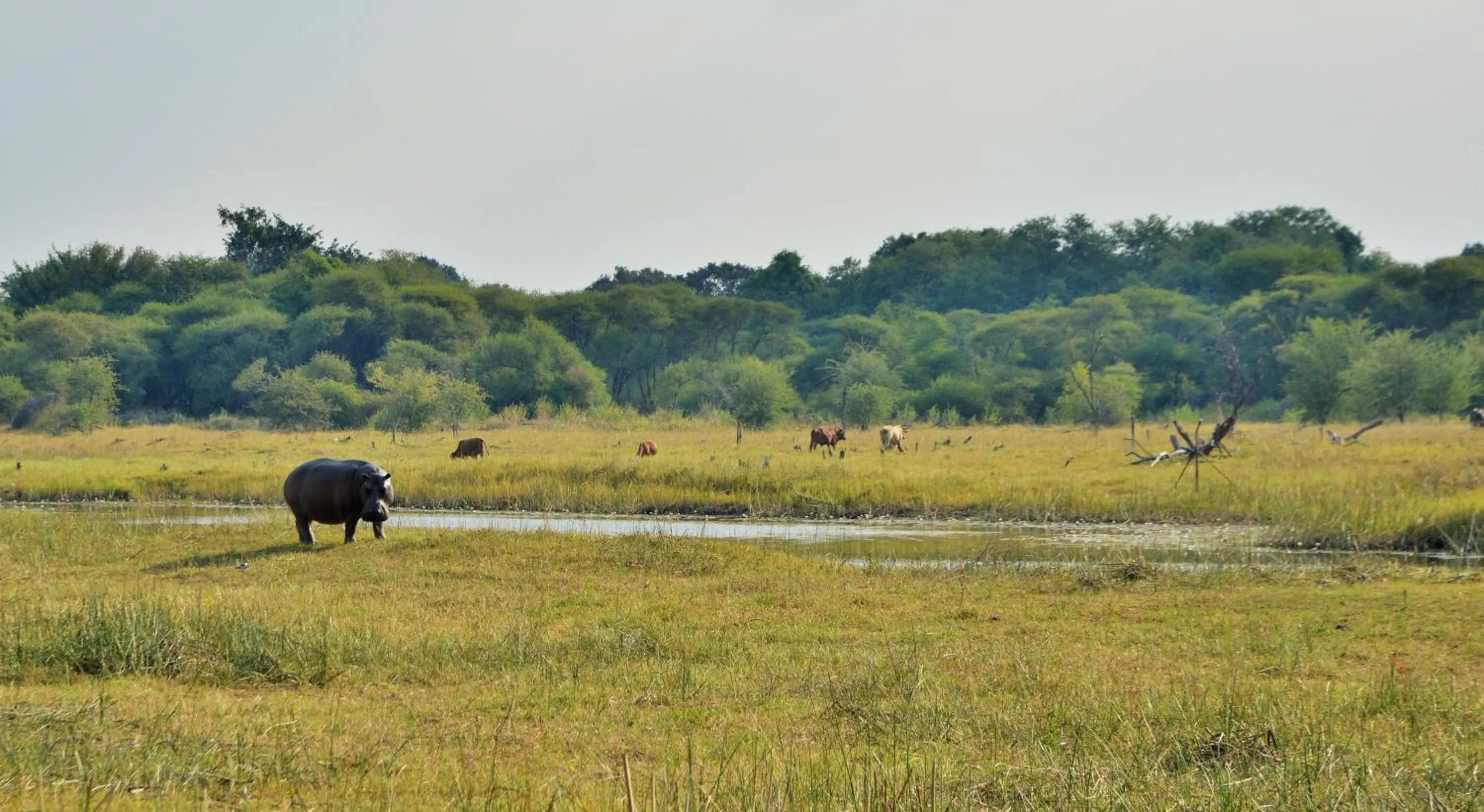 View (from property/room) in Cresta Maun Hotel