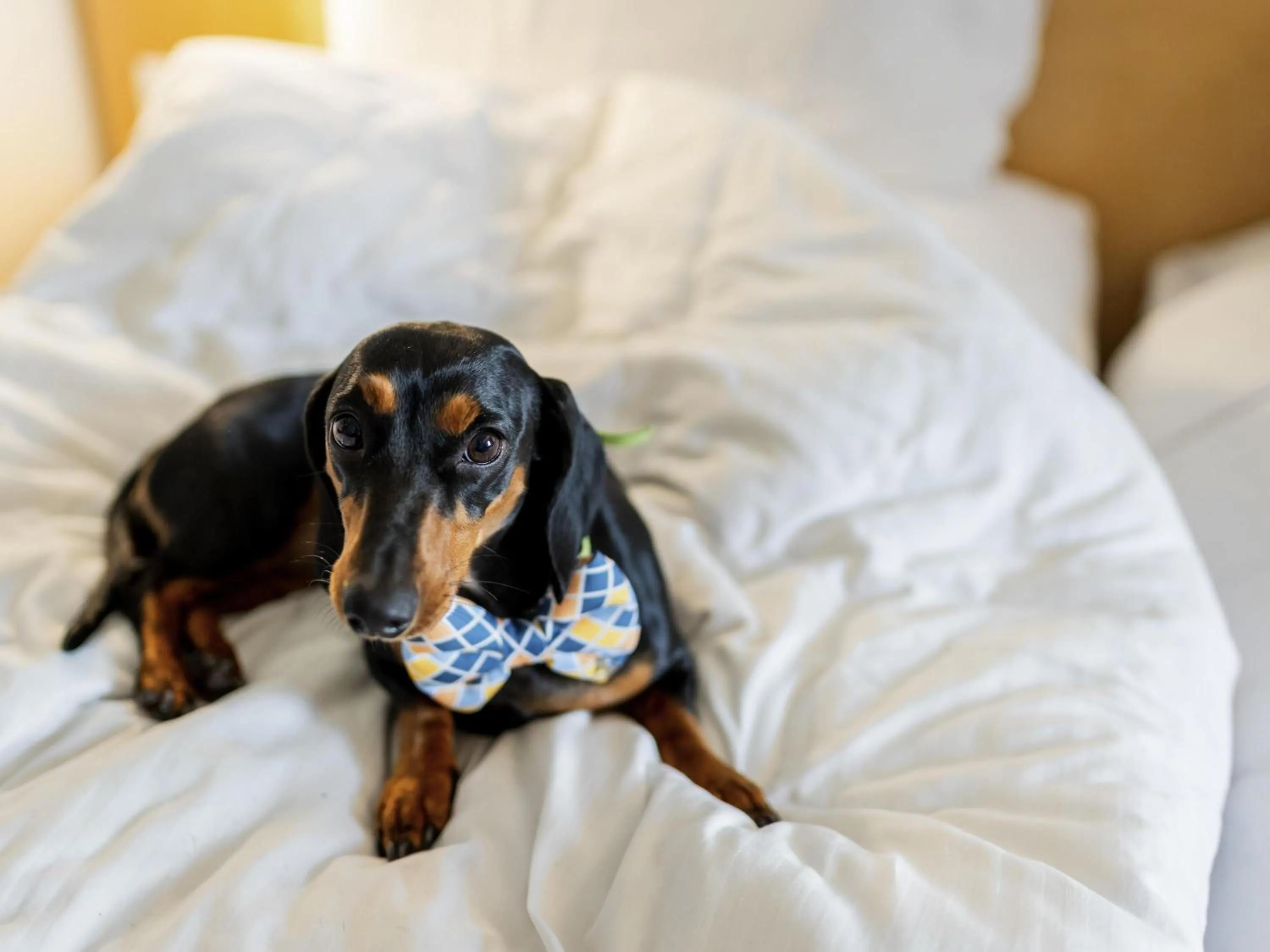 Other, Bed in ibis Gurgaon Golf Course Road - An Accor Brand