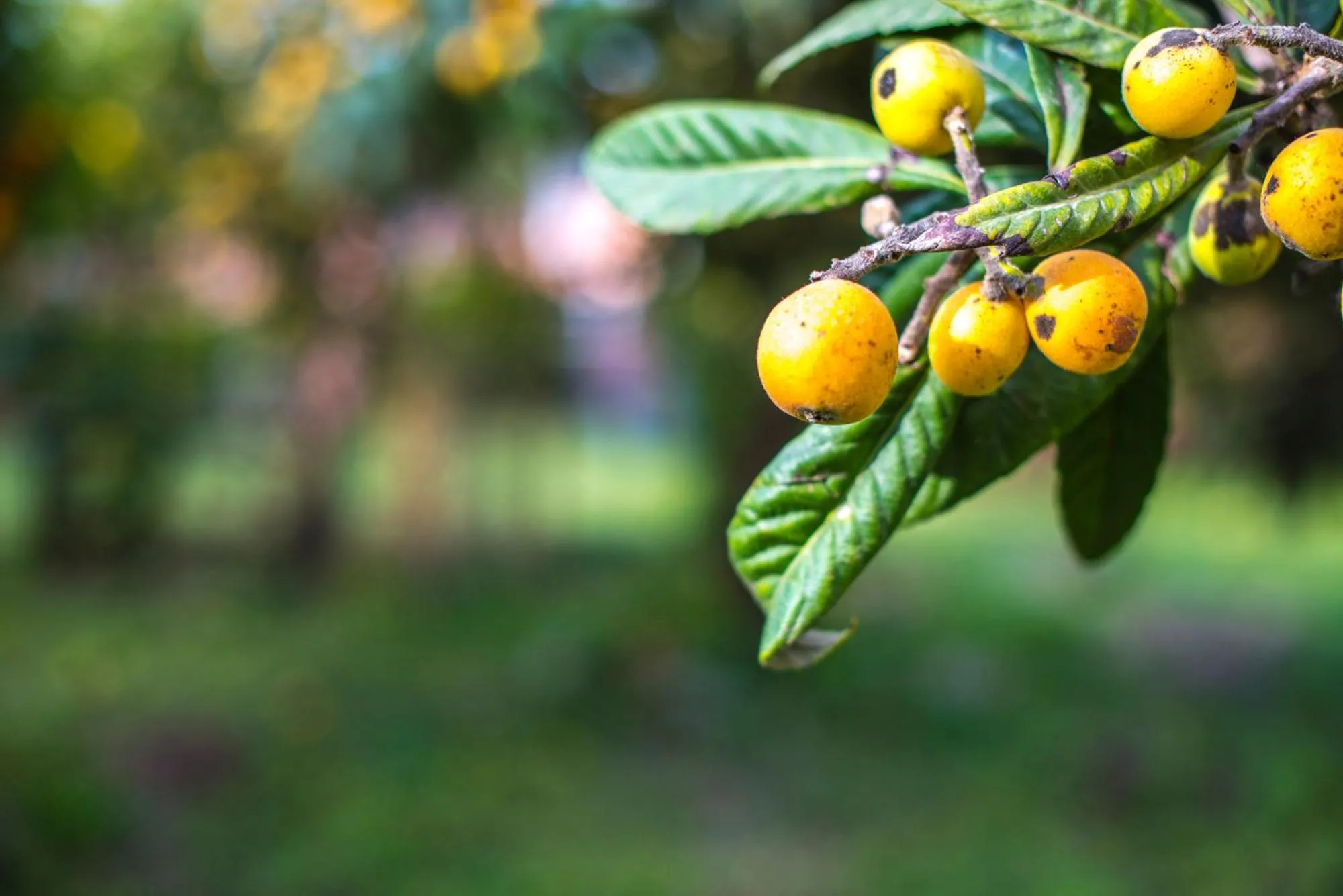 Garden in Il Borghetto Apartments & Rooms
