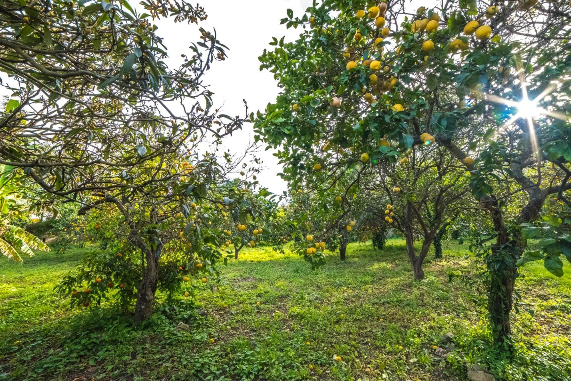 Garden in Il Borghetto Apartments & Rooms