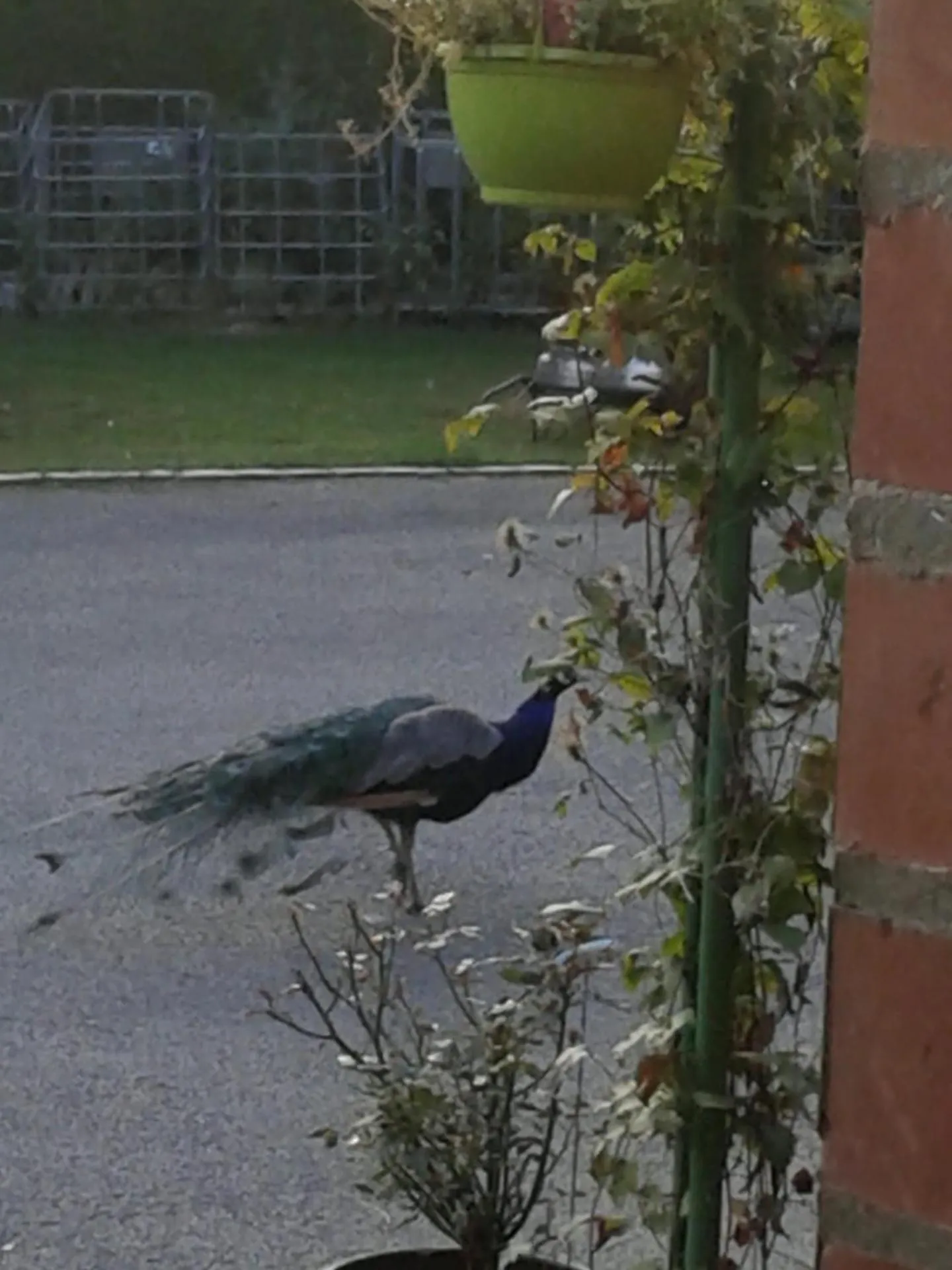 Summer in Chambre d'hôtes Élevage' chemin noir