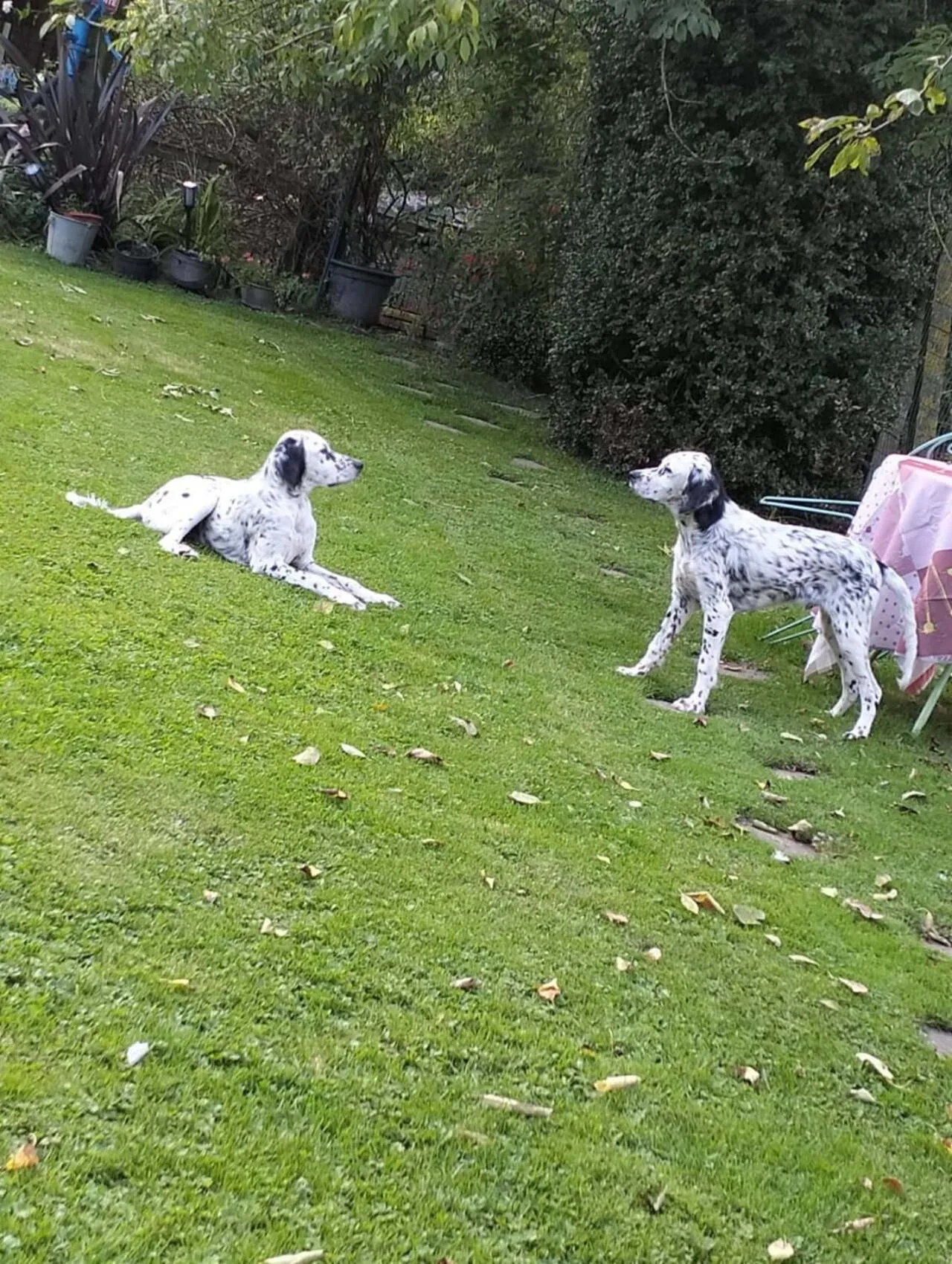 Pets in Chambre d'hôtes Élevage' chemin noir