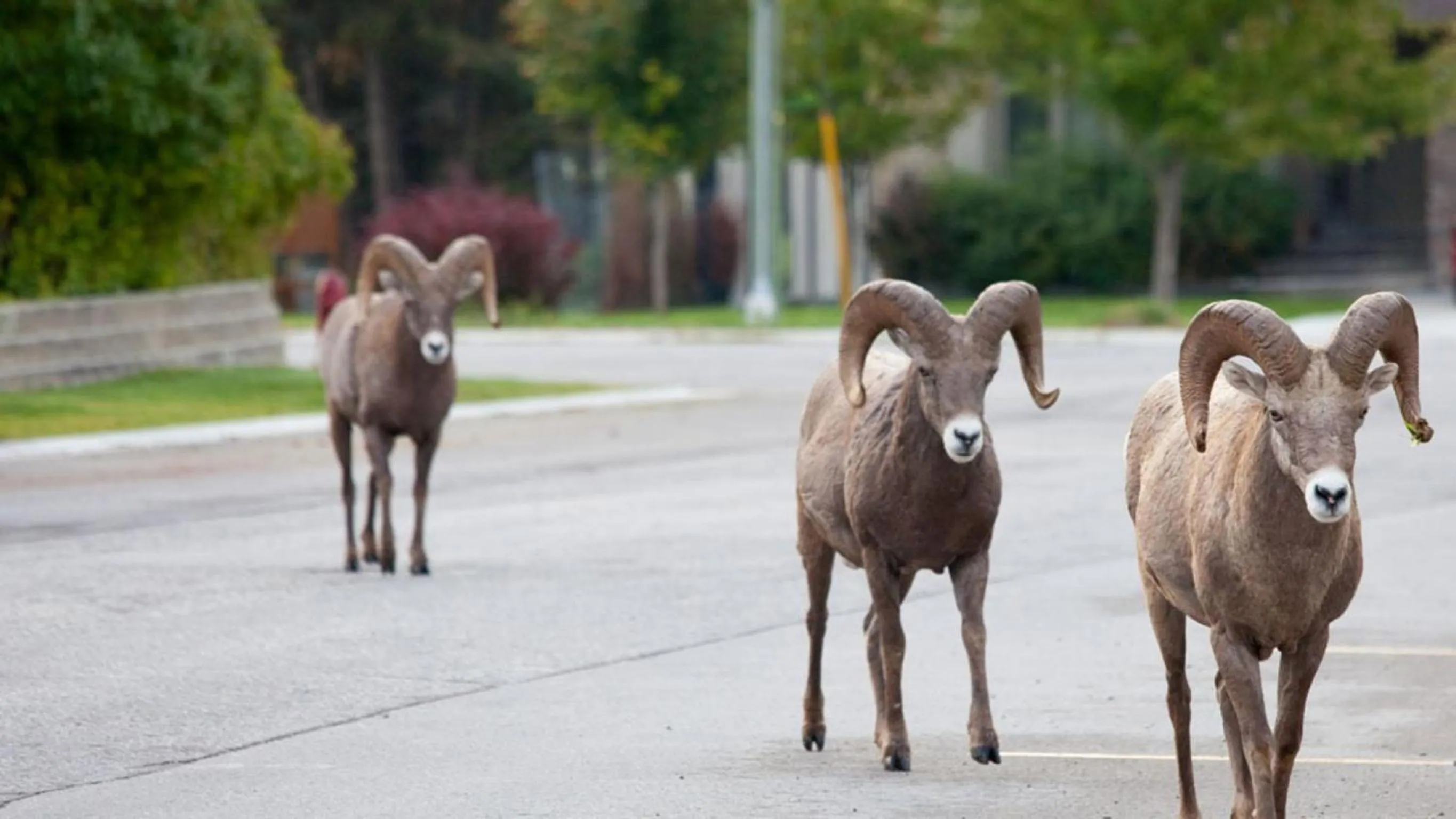 Animals in Mountain View Radium Condo - Copper Horn Village