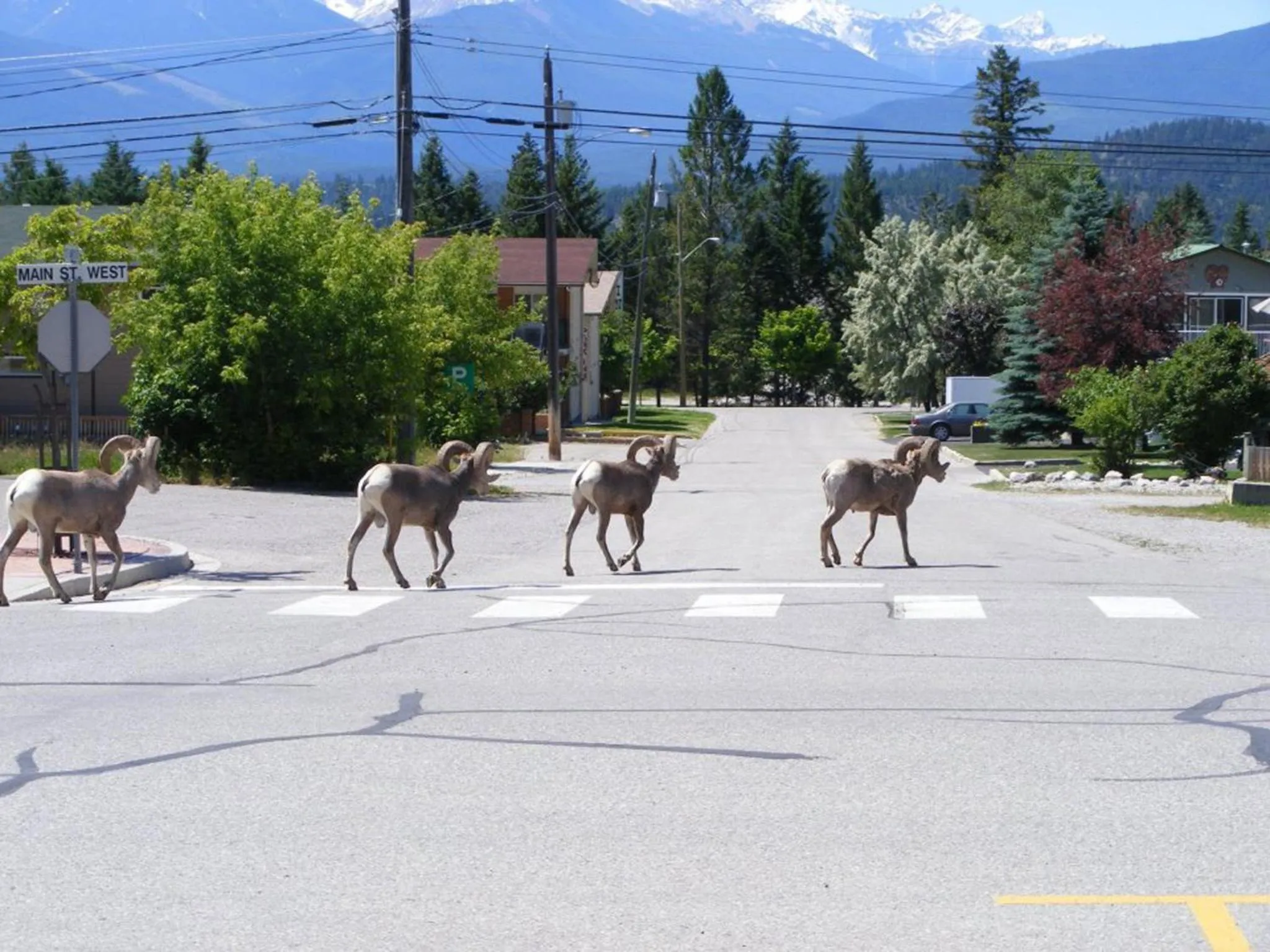 Animals in Mountain View Radium Condo - Copper Horn Village