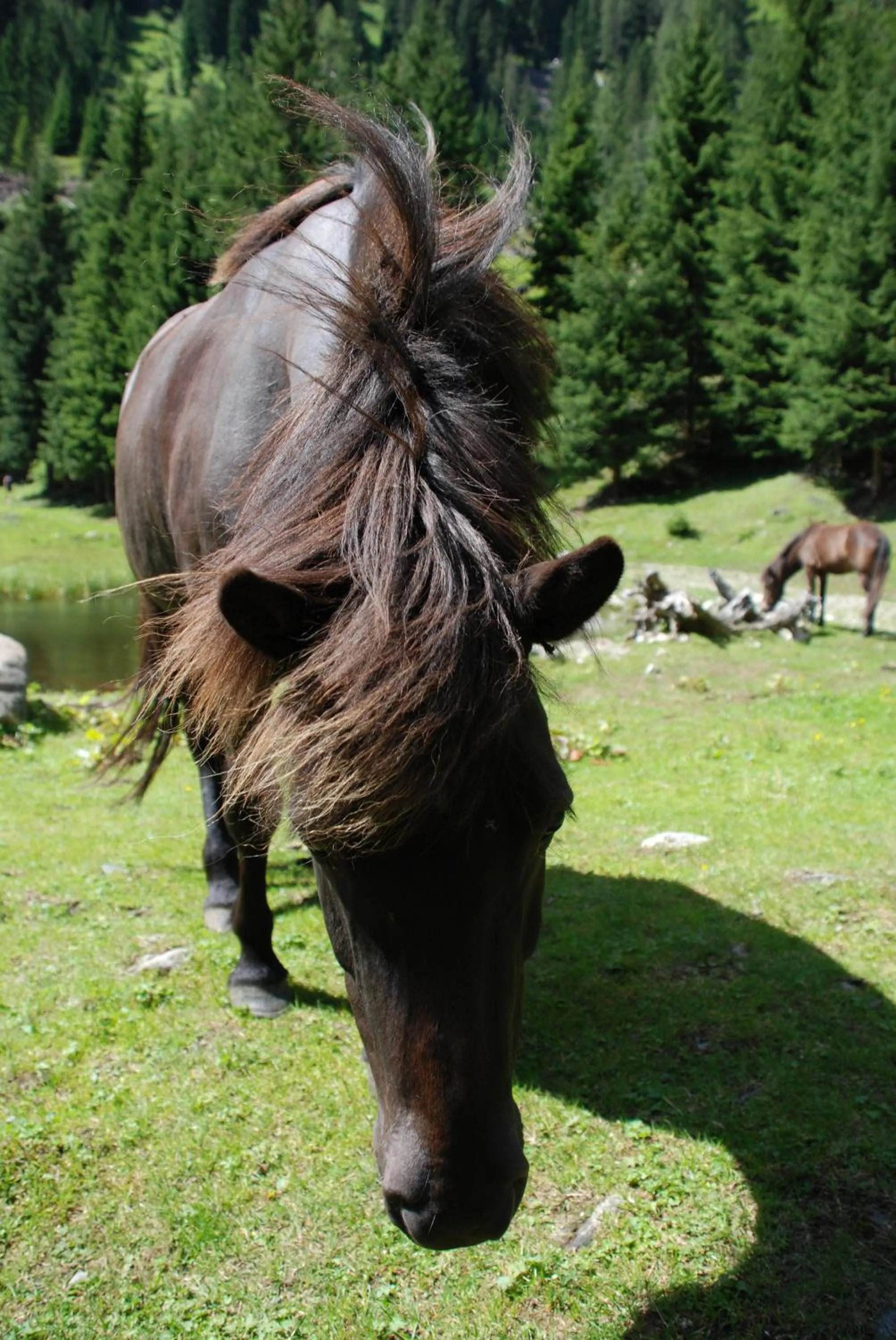 Pets in Hotel Zum Granitzl
