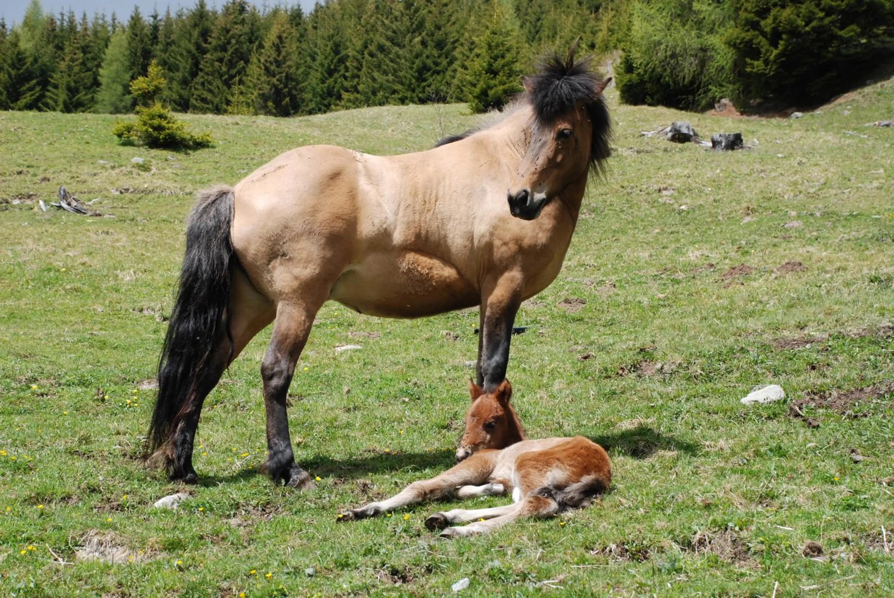 Animals in Hotel Zum Granitzl