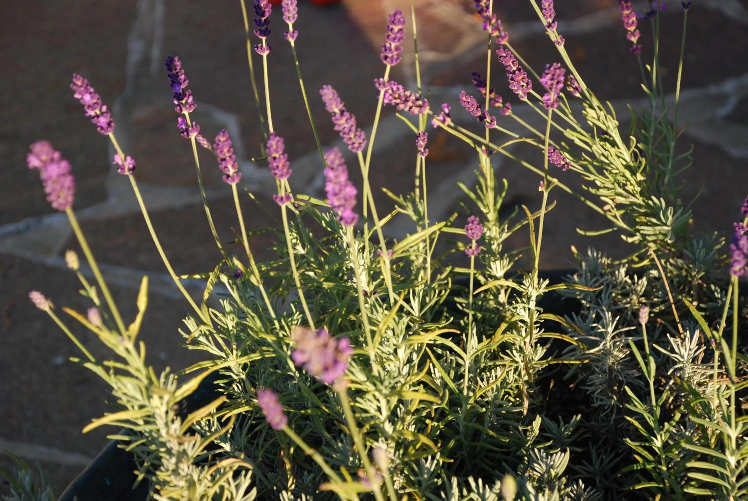 Garden in Hotel Zum Granitzl