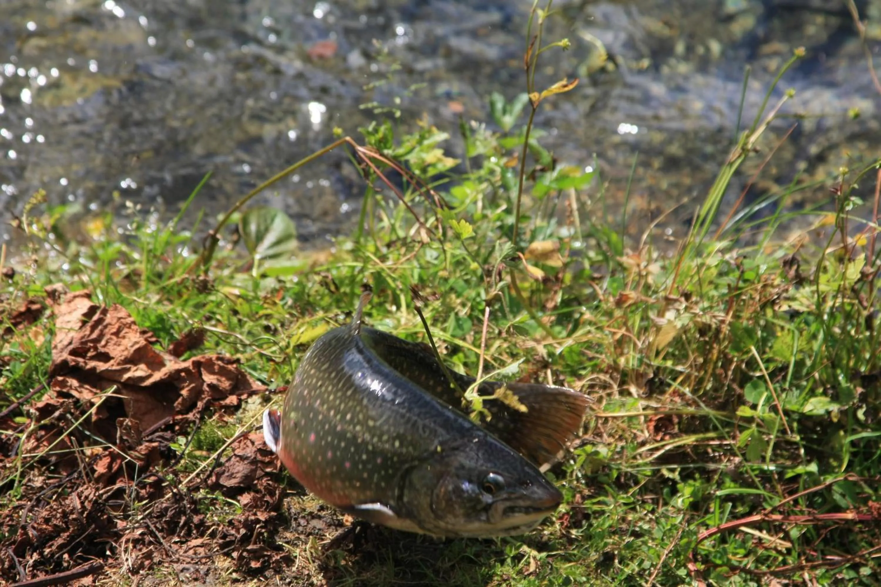 Food and drinks in Hotel Zum Granitzl