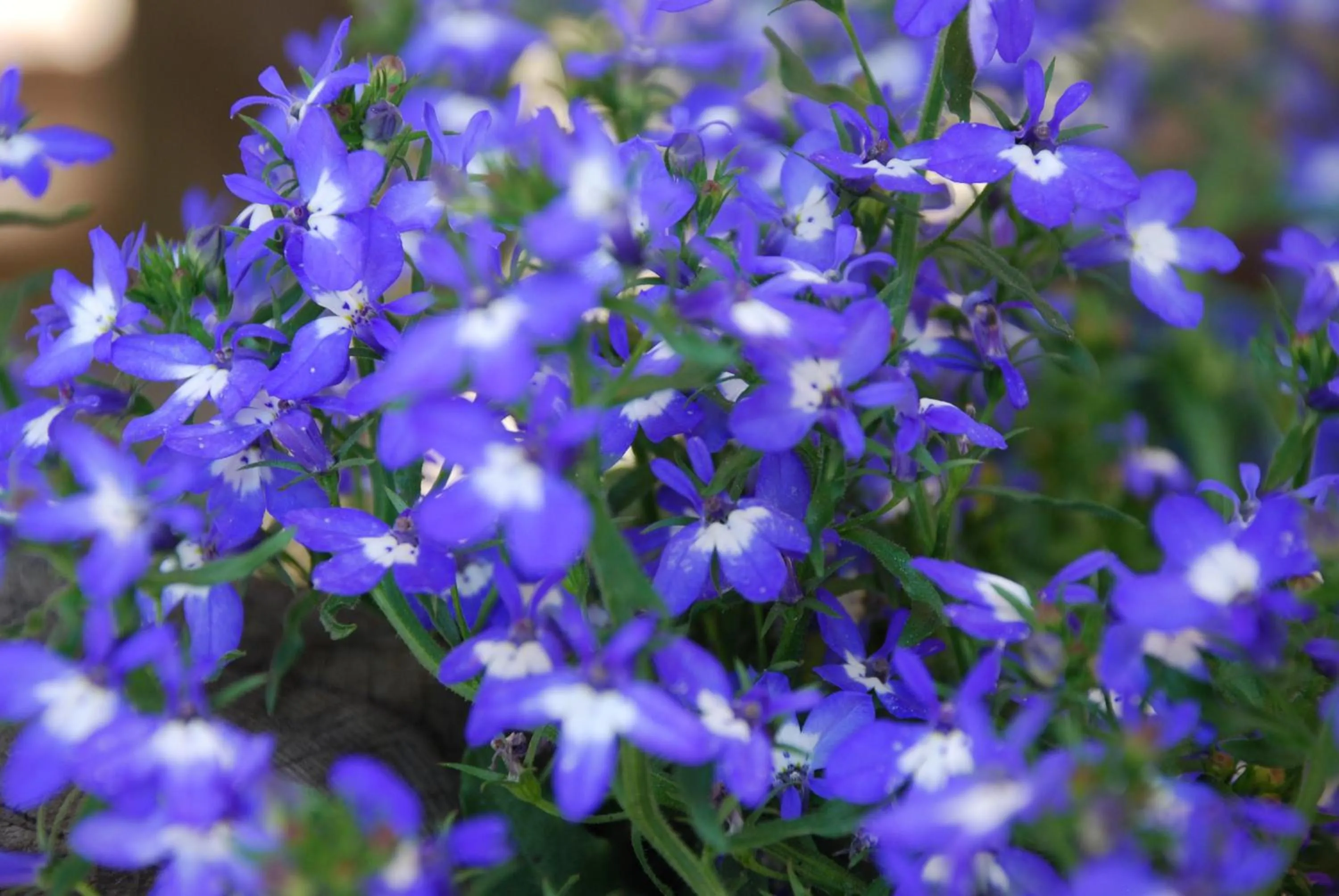 Garden in Hotel Zum Granitzl
