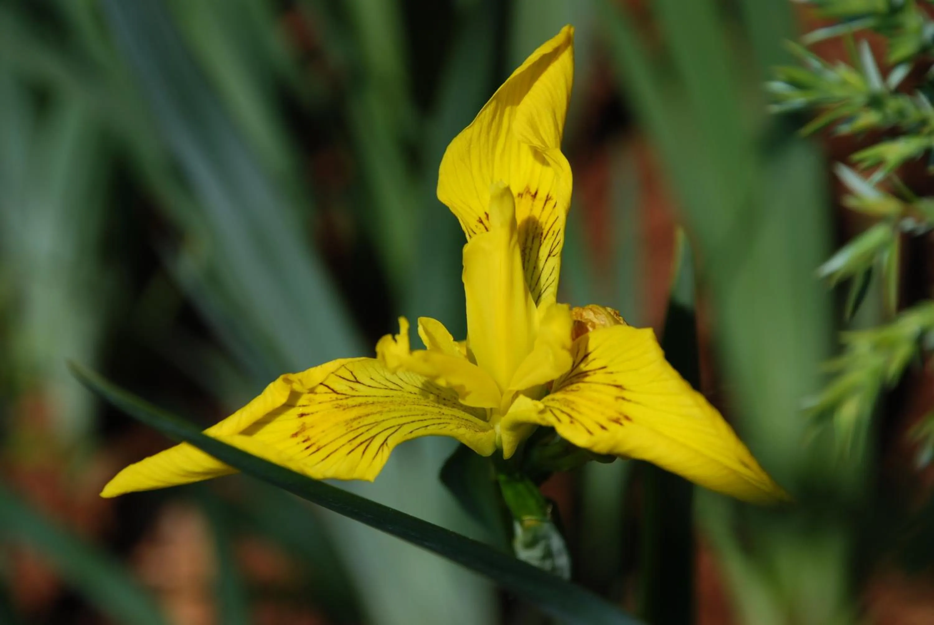 Garden in Hotel Zum Granitzl