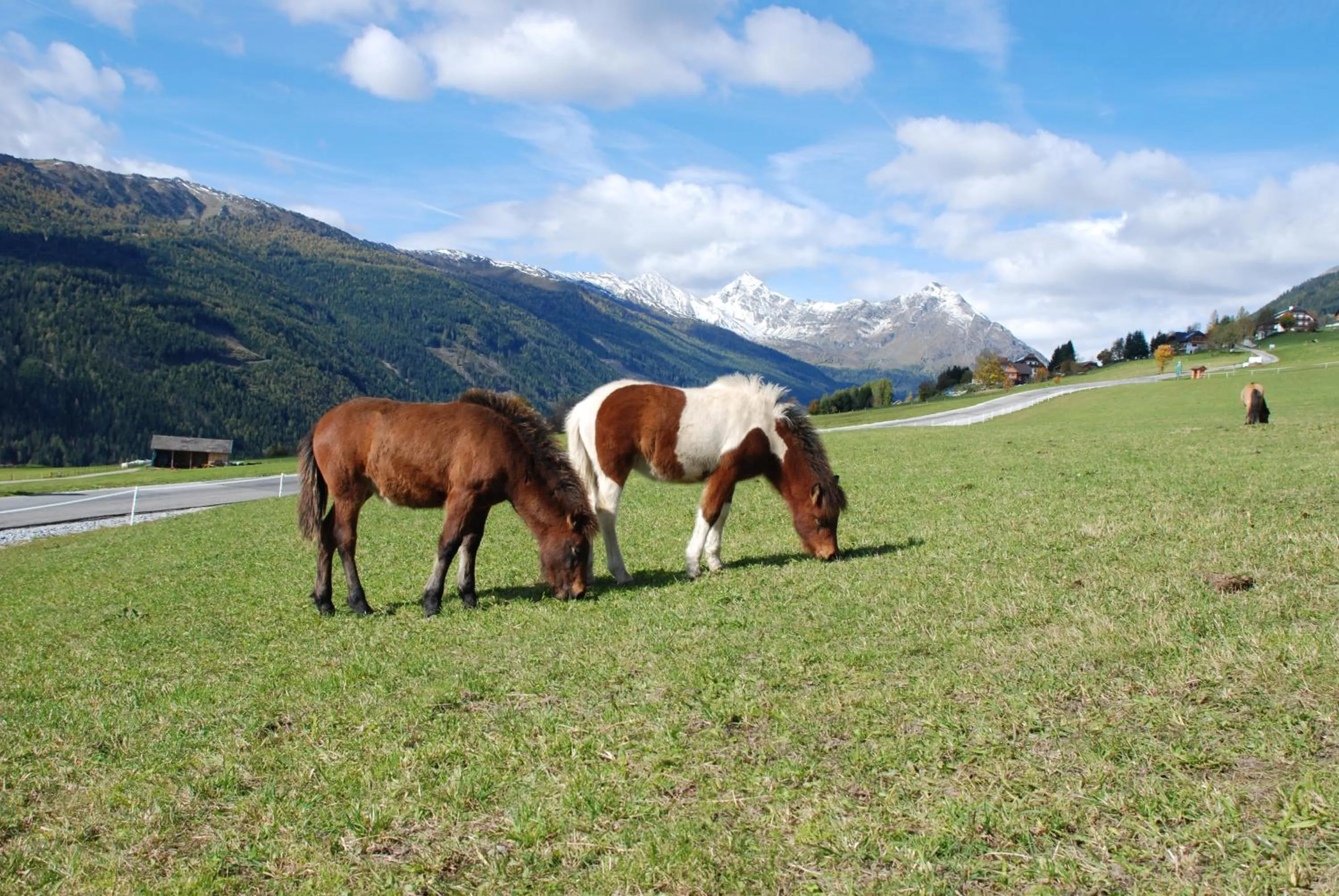 Animals in Hotel Zum Granitzl