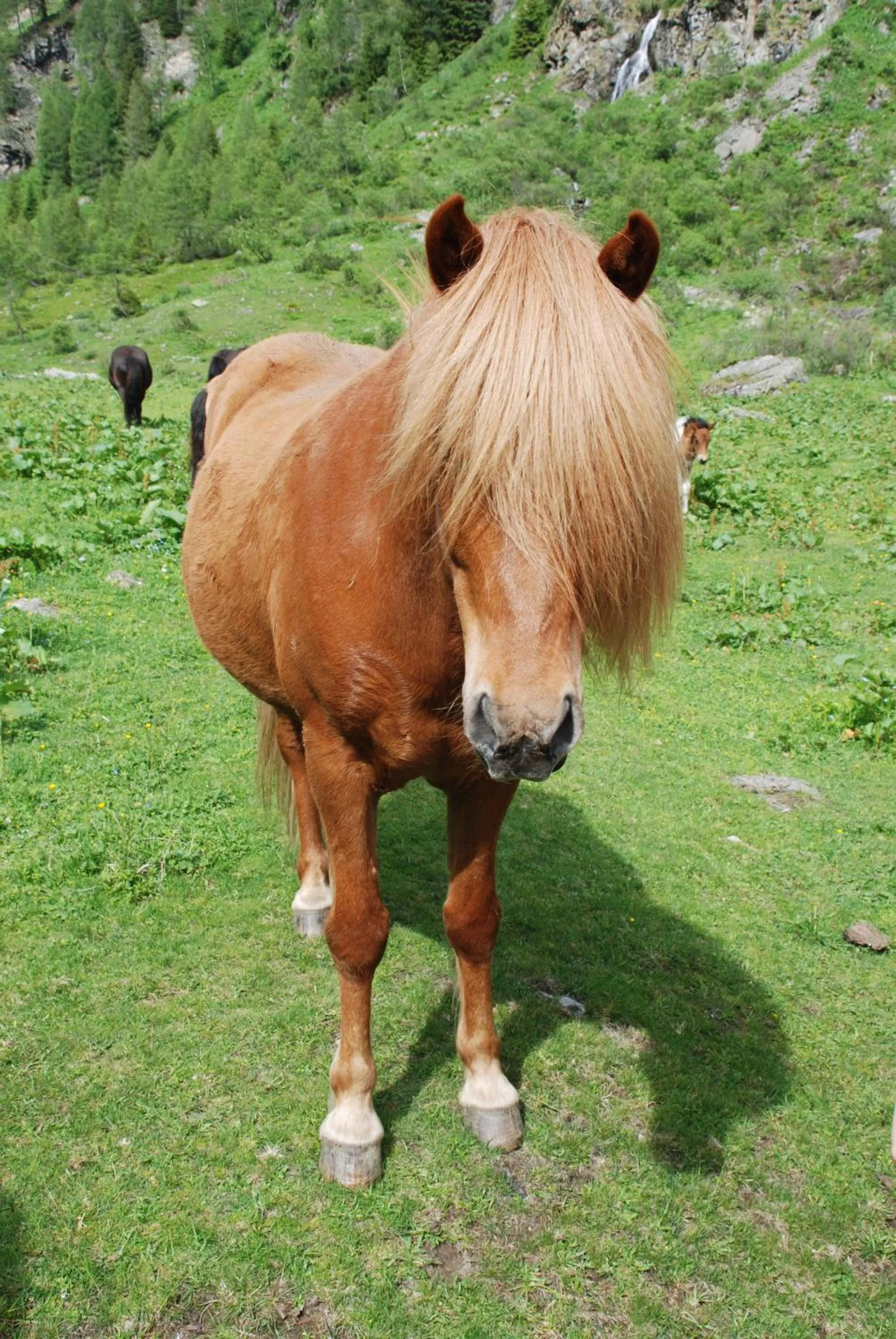 Pets in Hotel Zum Granitzl