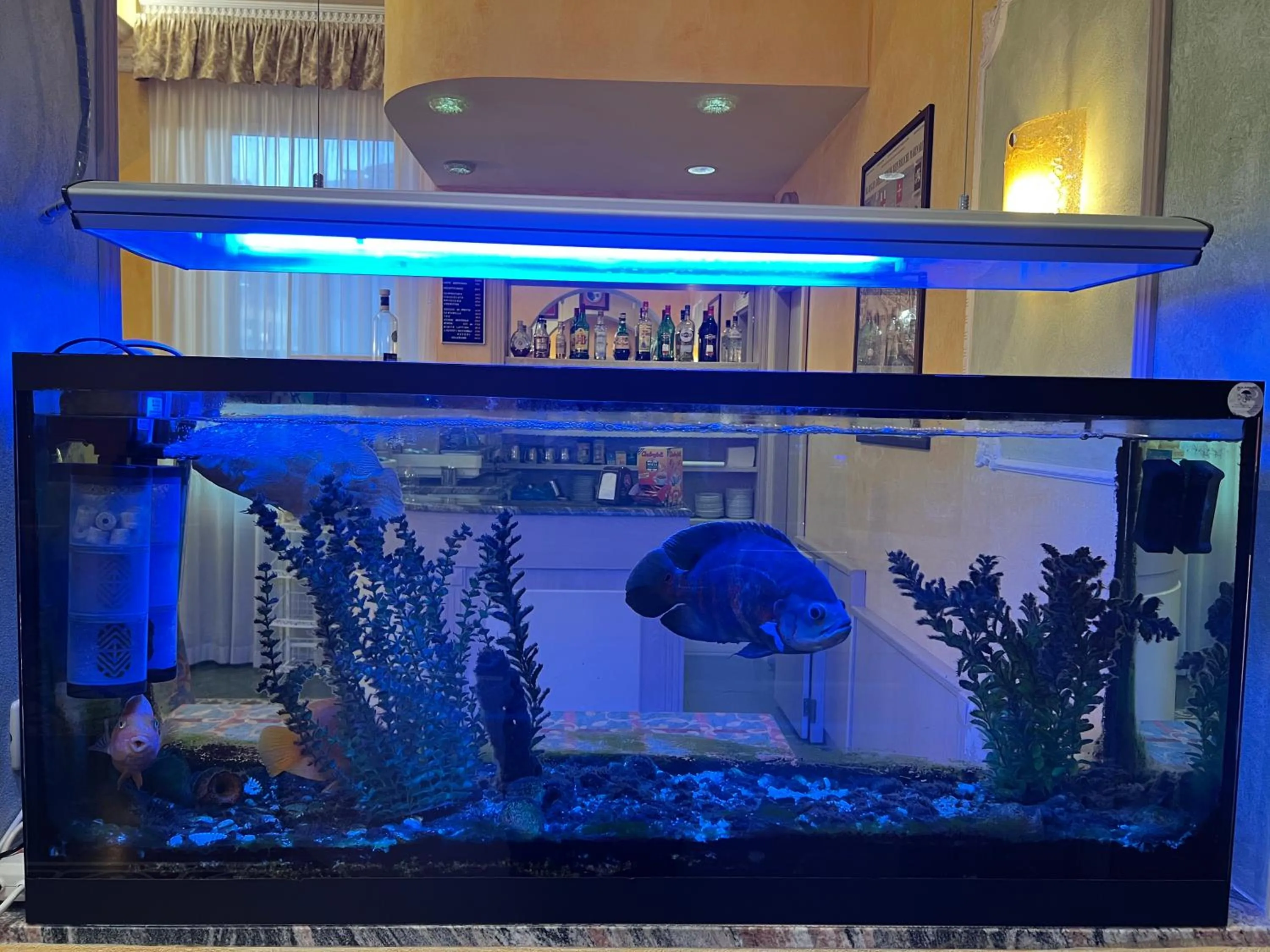 Lounge or bar in Hotel Villa Primavera