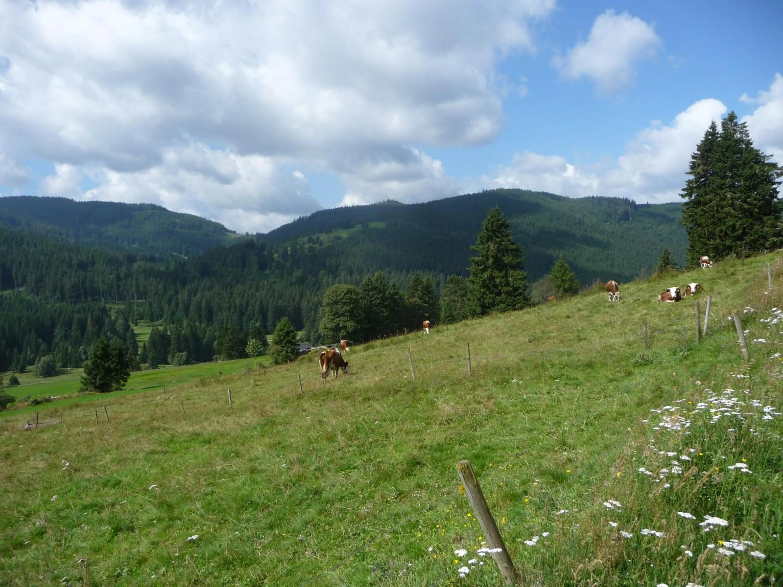 Natural landscape in Bio- und Wellnesshotel Alpenblick