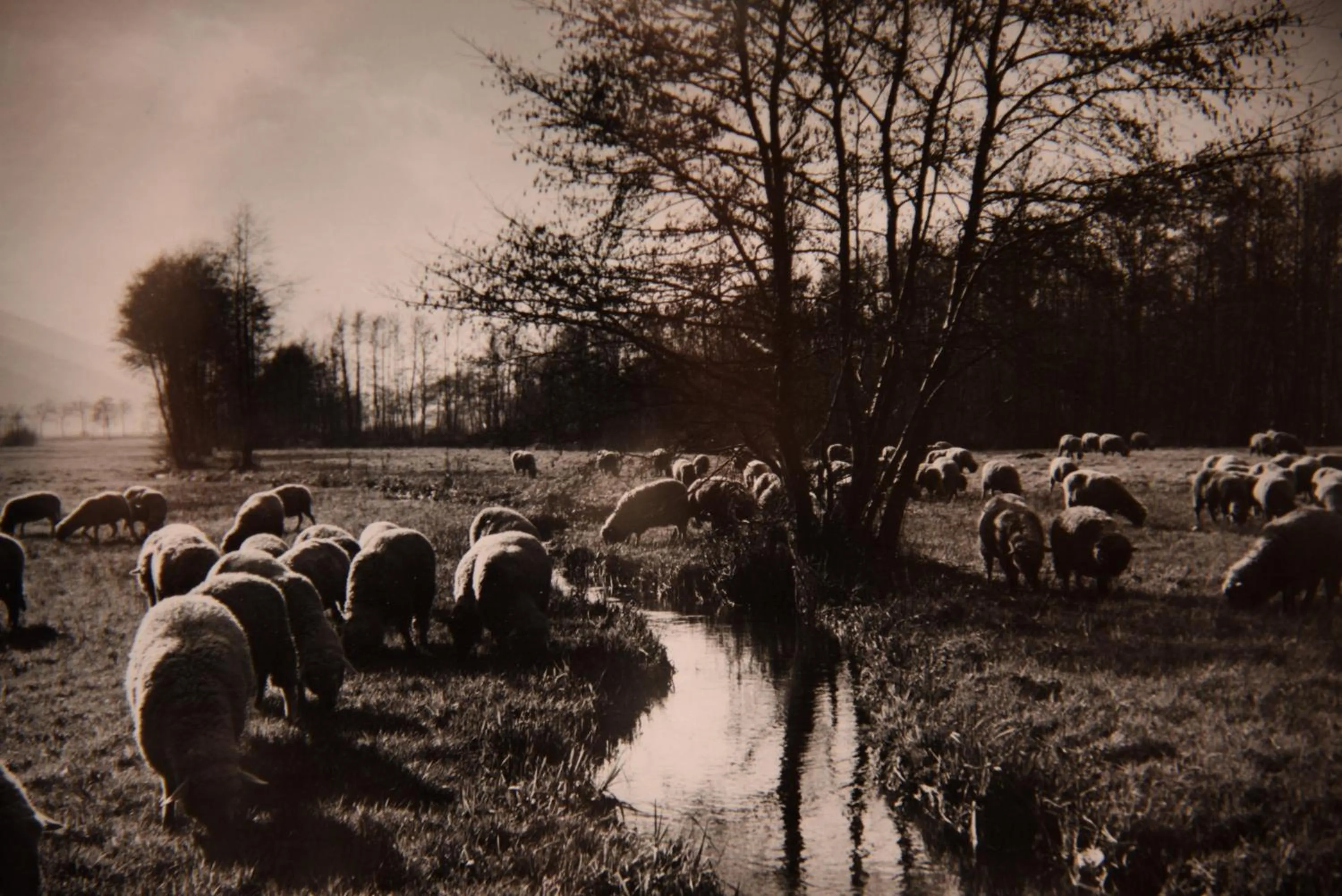 Natural landscape in Hôtel Deybach