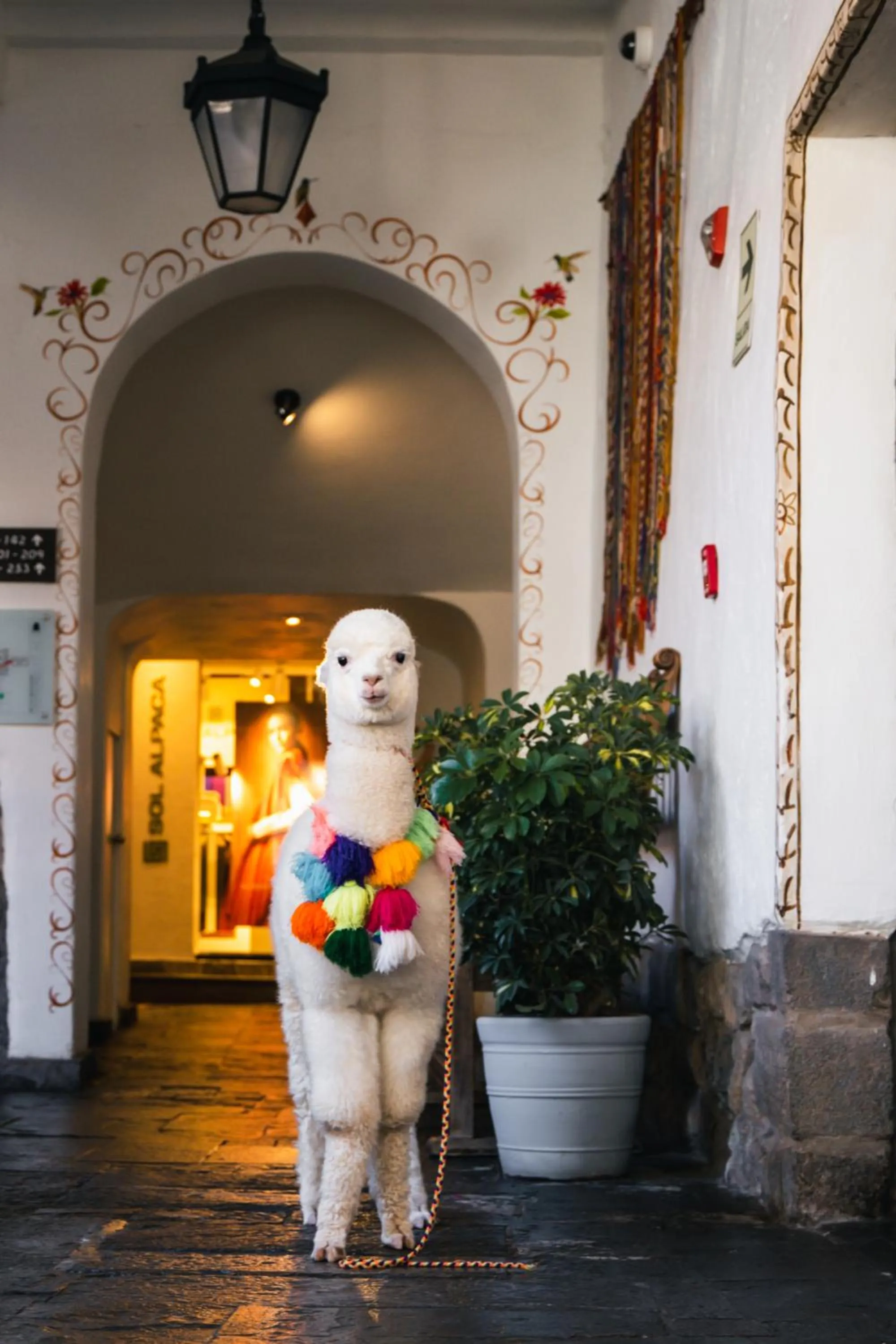 Pets in Casa Andina Premium Cusco