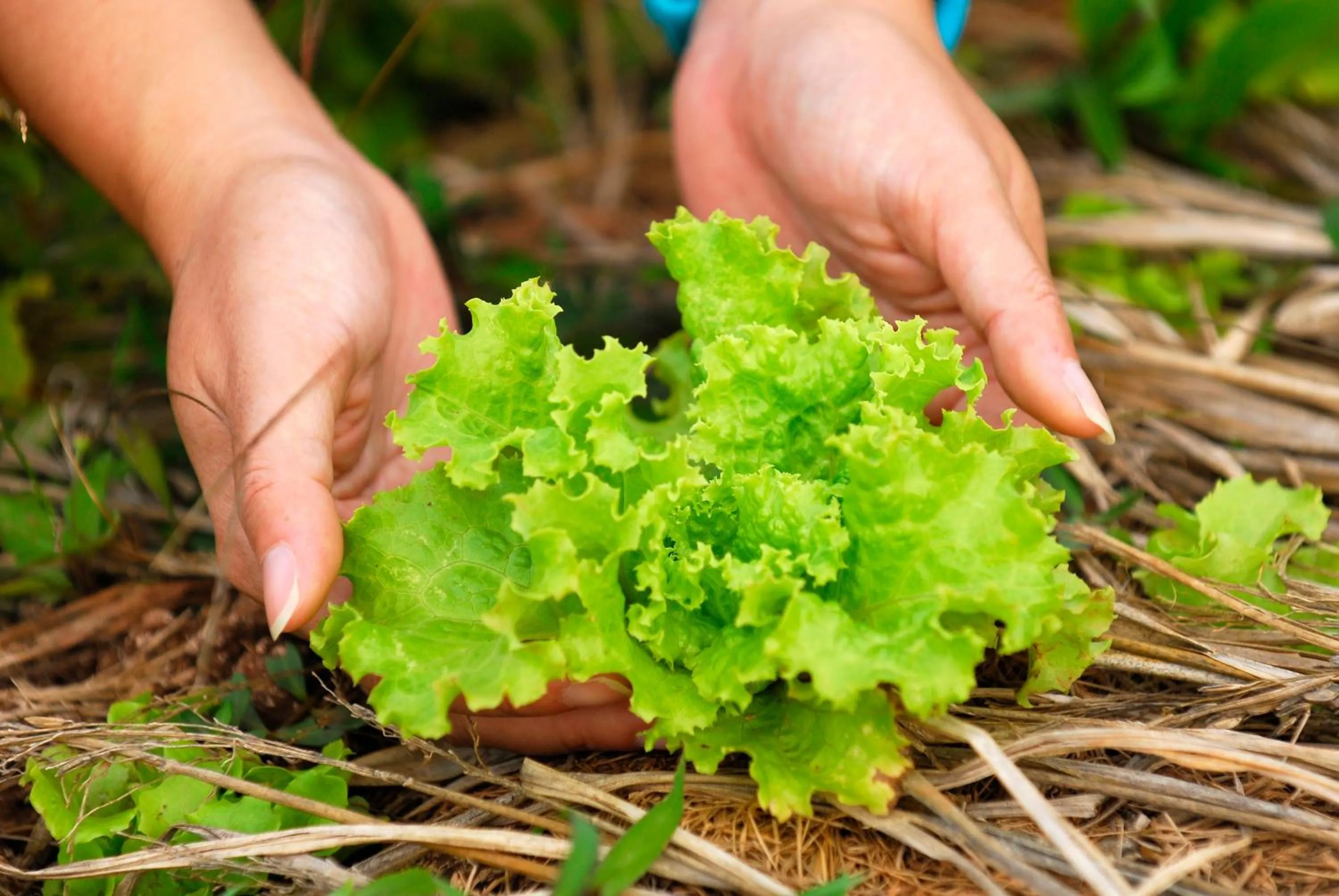 Garden in Phunacome Resort