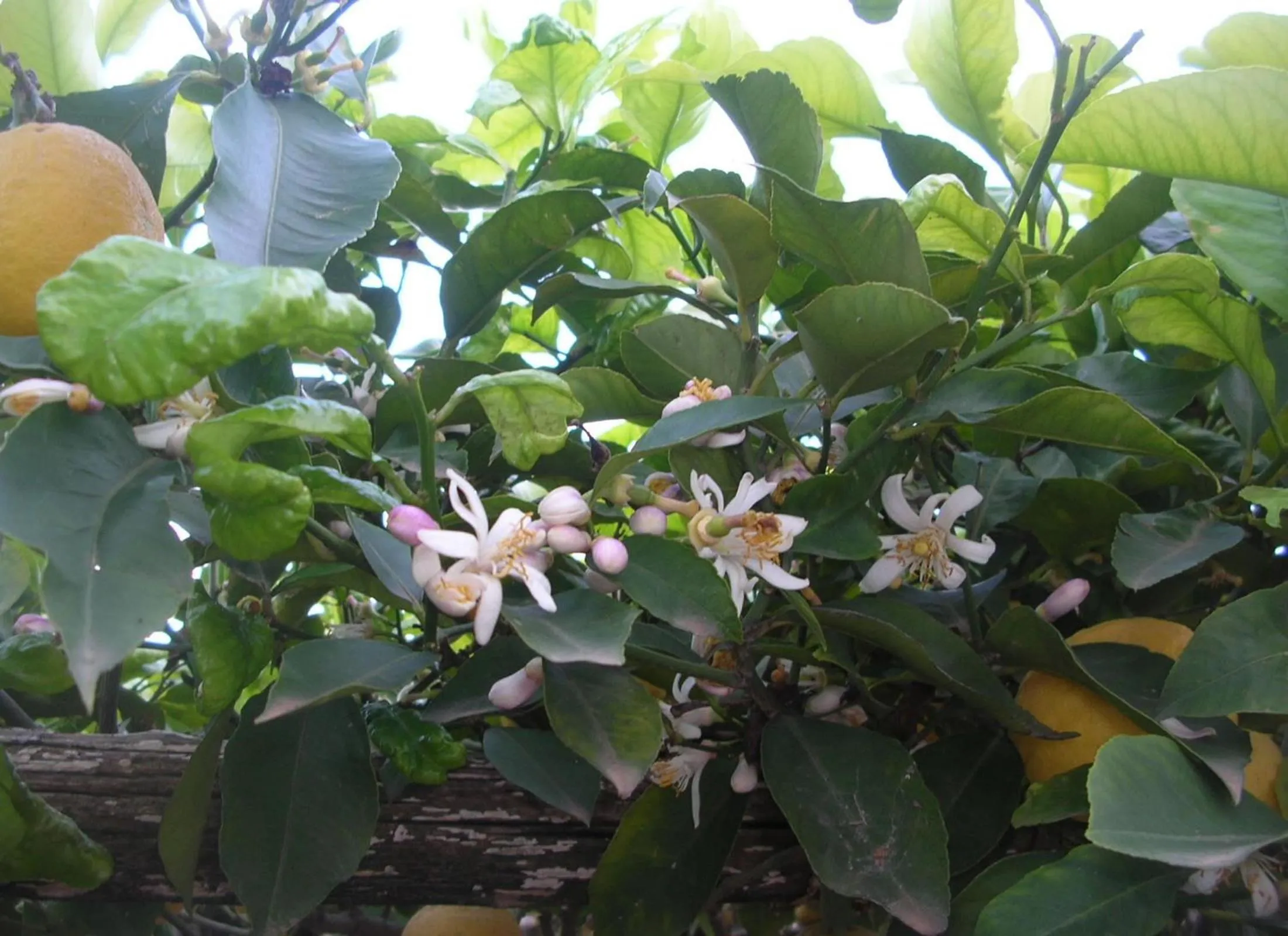 Garden in B&B Ravello Rooms