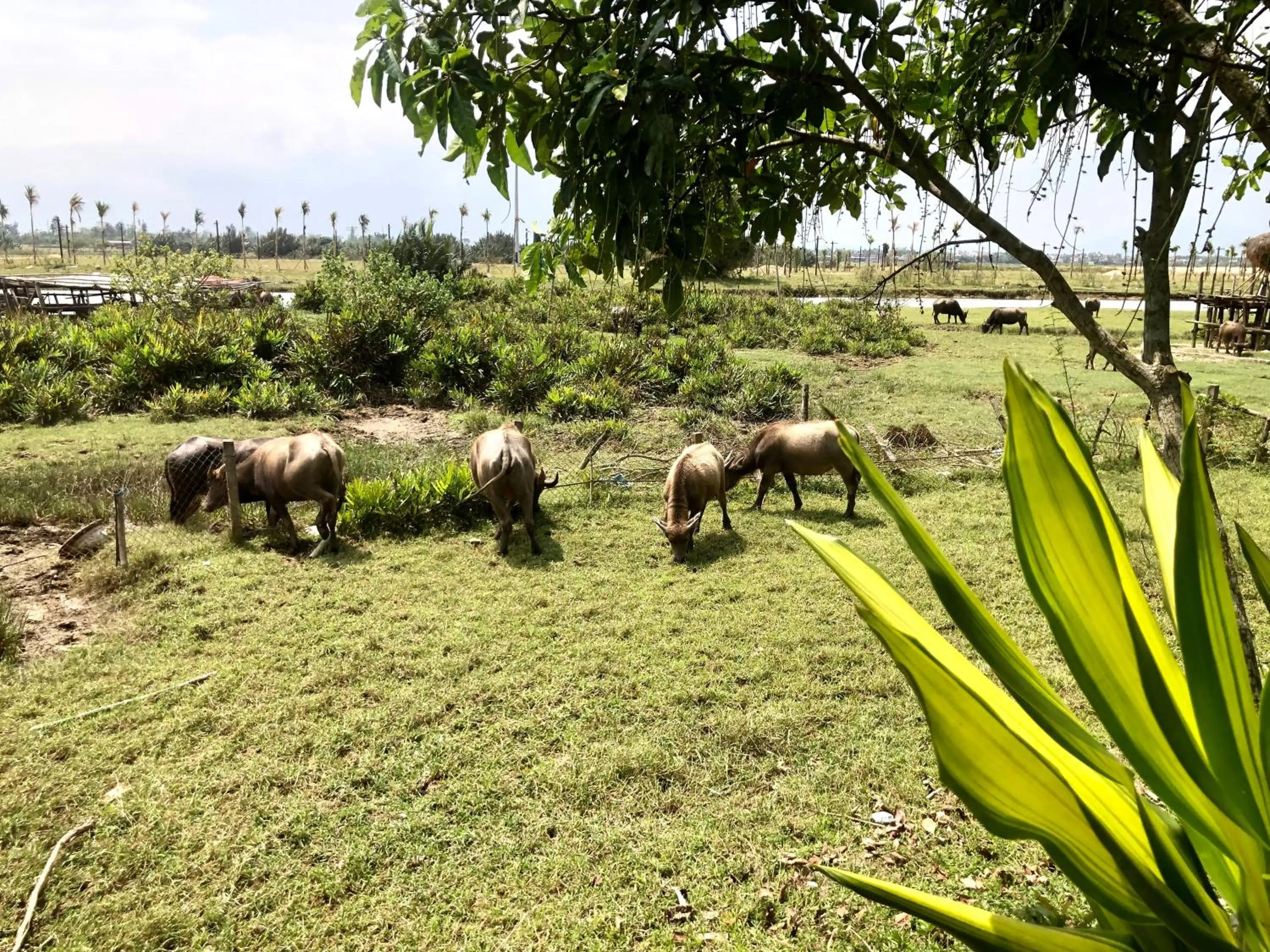 Natural landscape in The Quin Riverside Villa