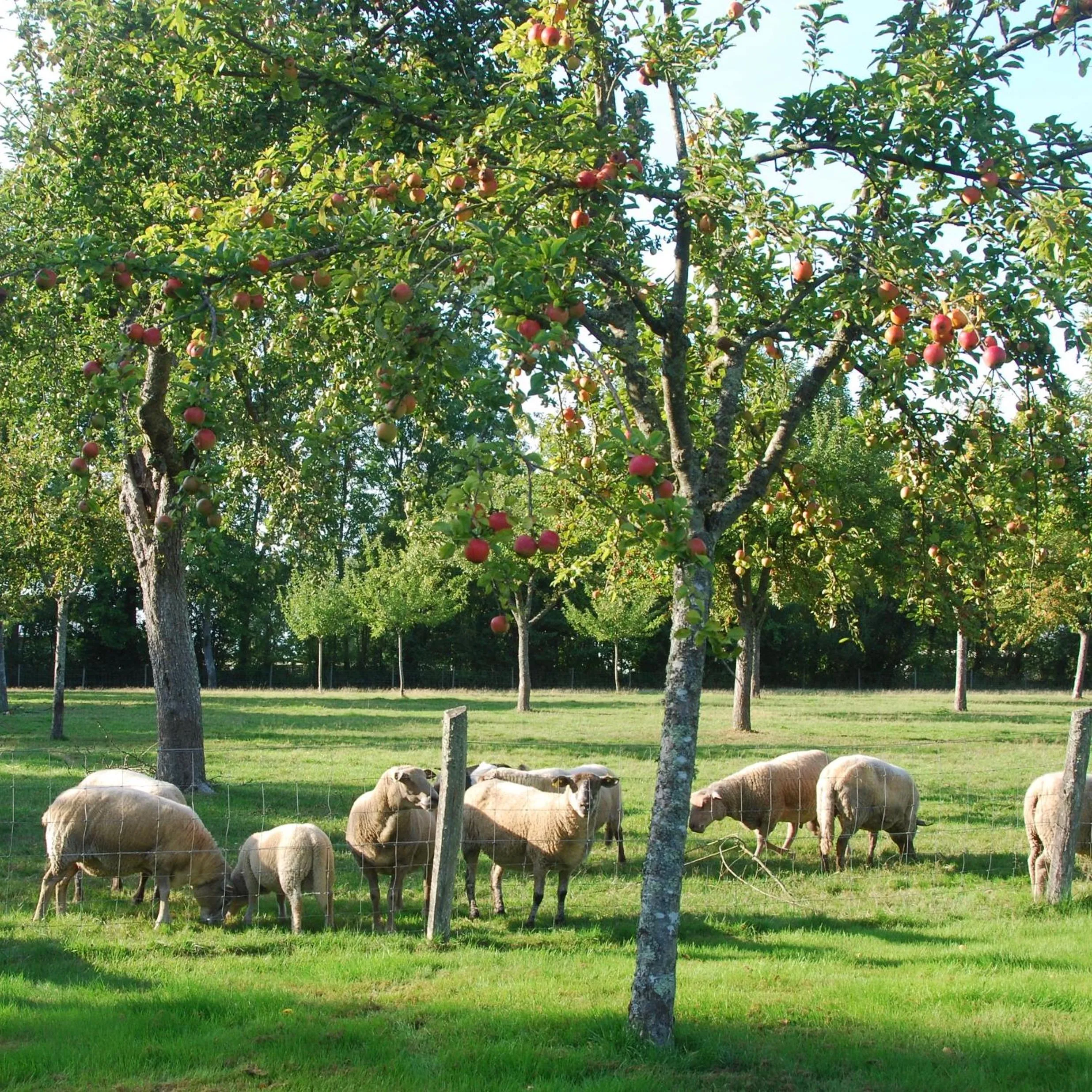 Garden in Bergerie de la Moutonnière
