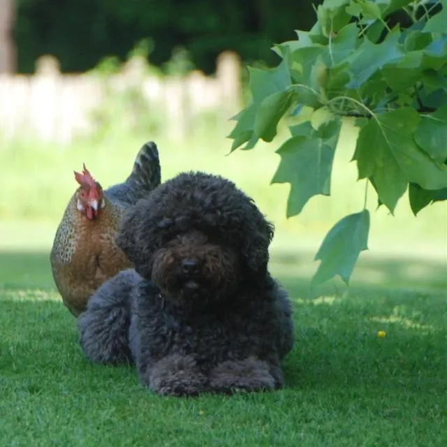 Pets in Bergerie de la Moutonnière