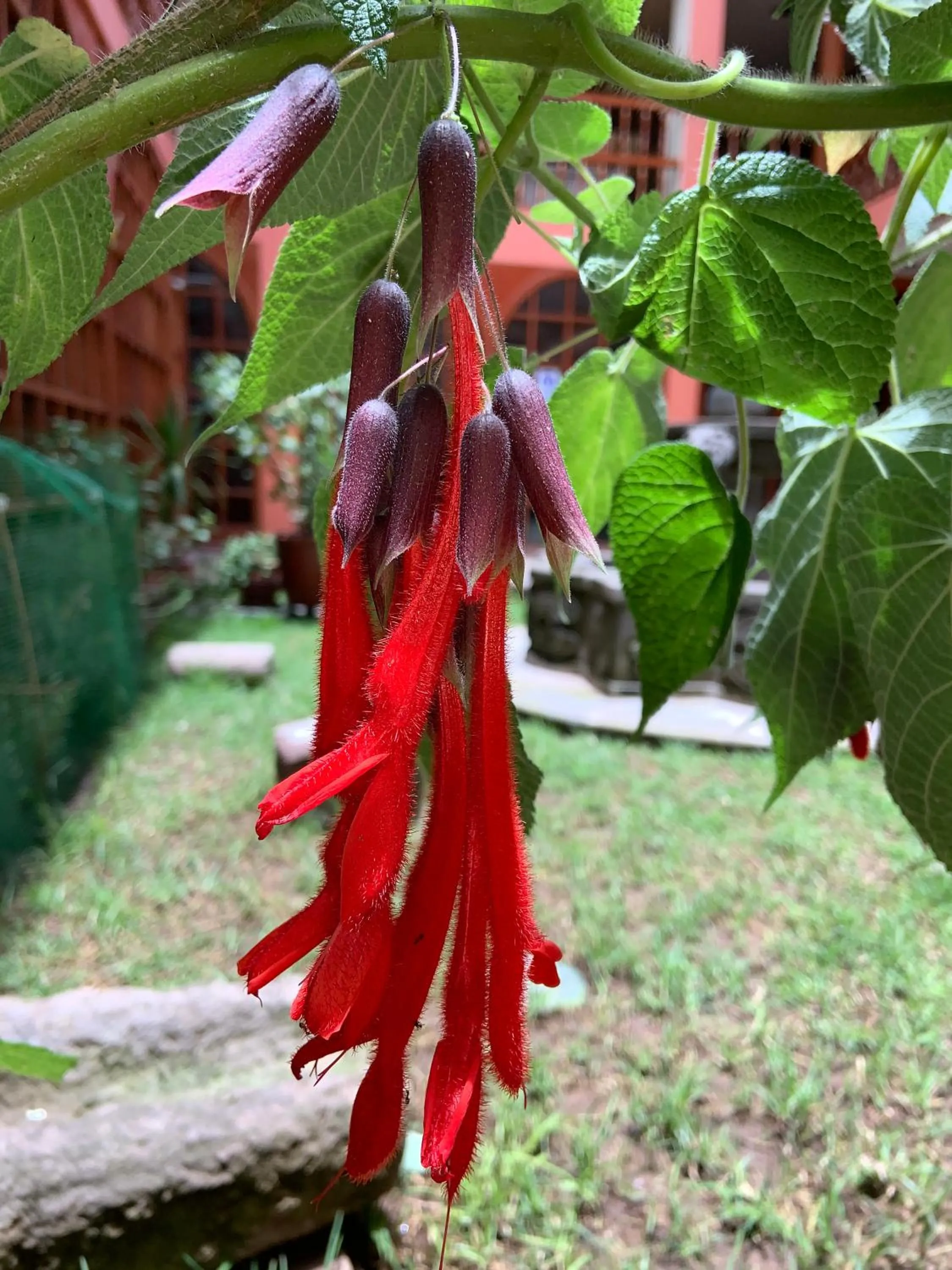 Garden view in Amerindia