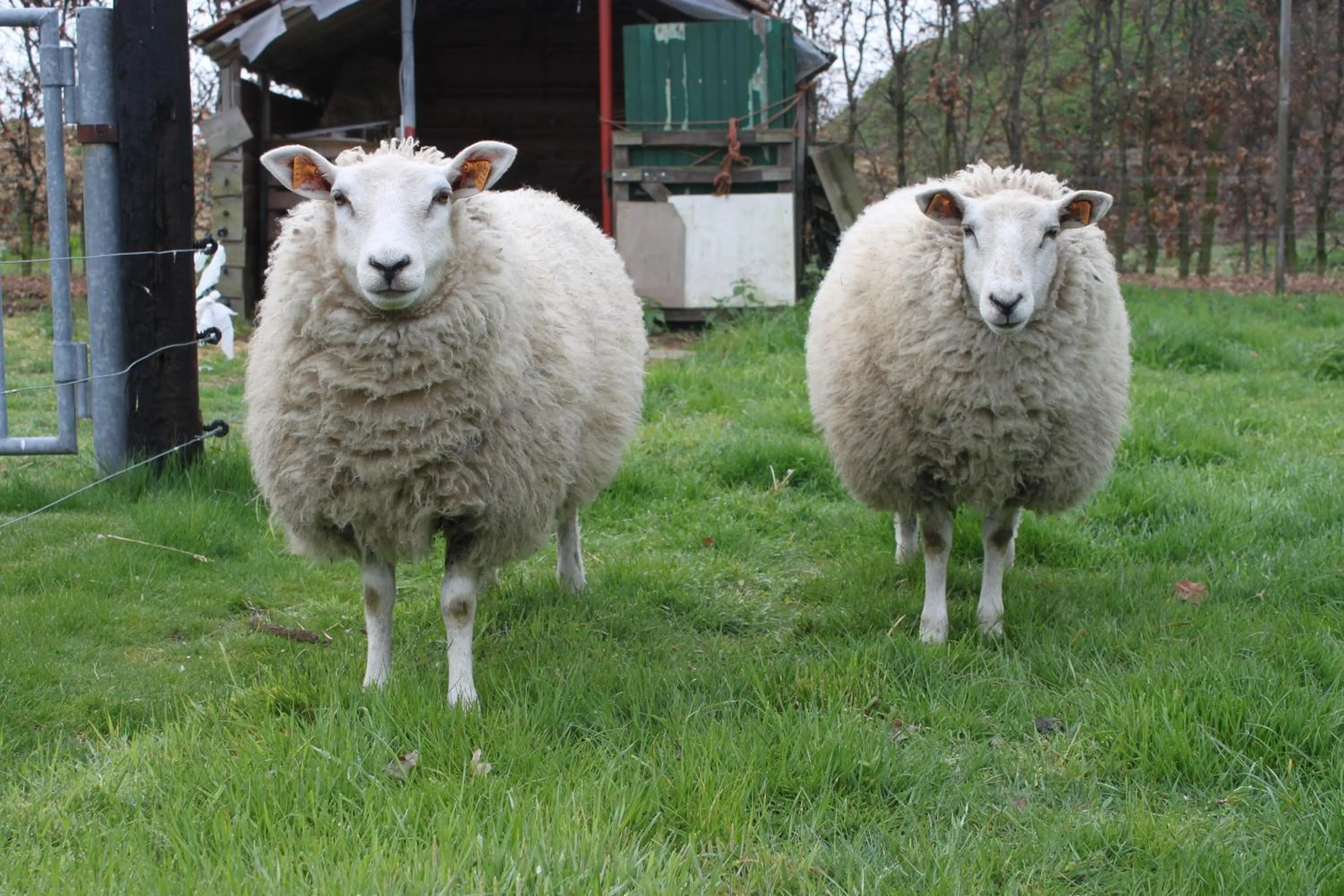 Animals in B&B 't Hoogste