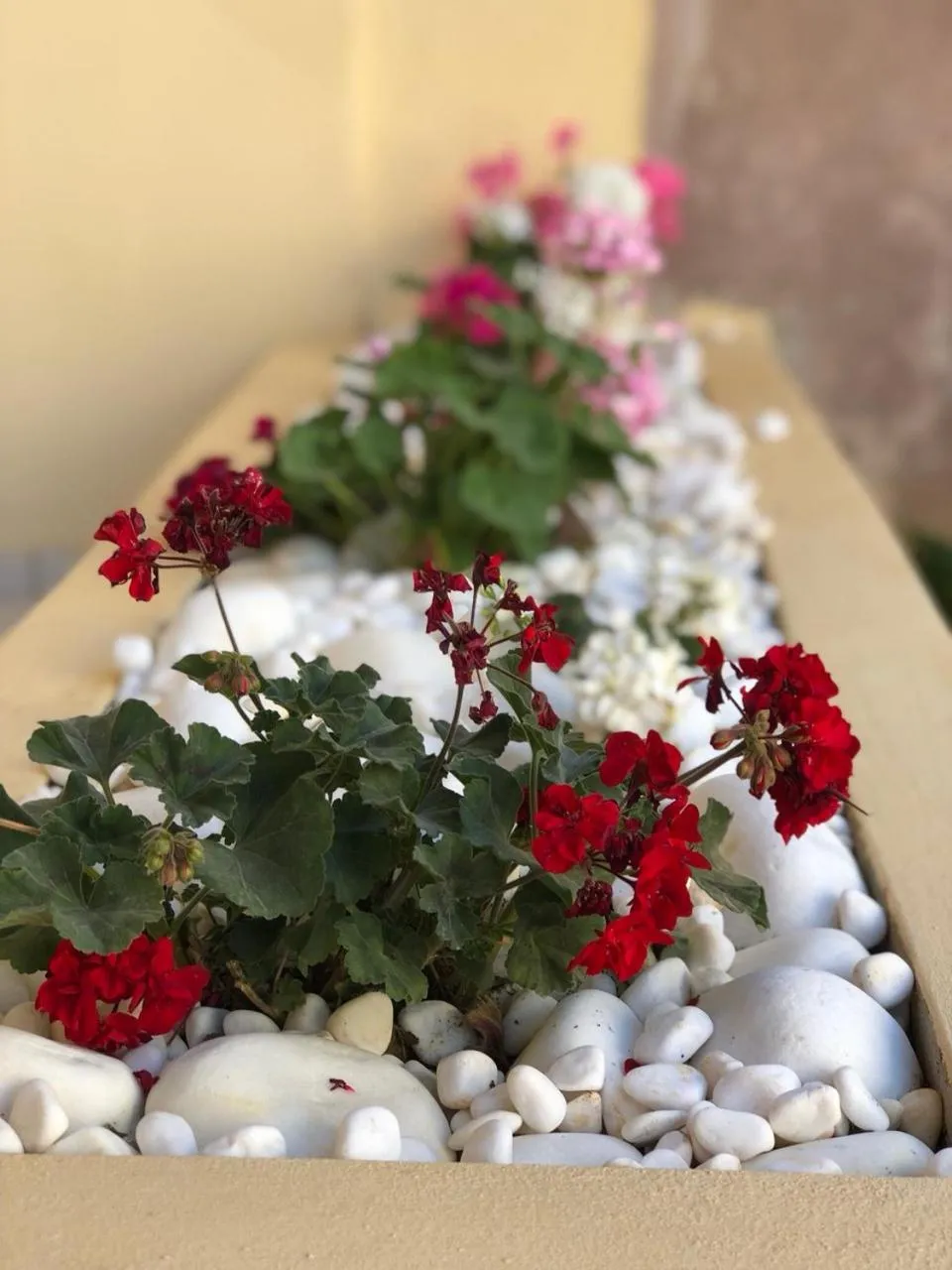 Garden in Astoria Hotel