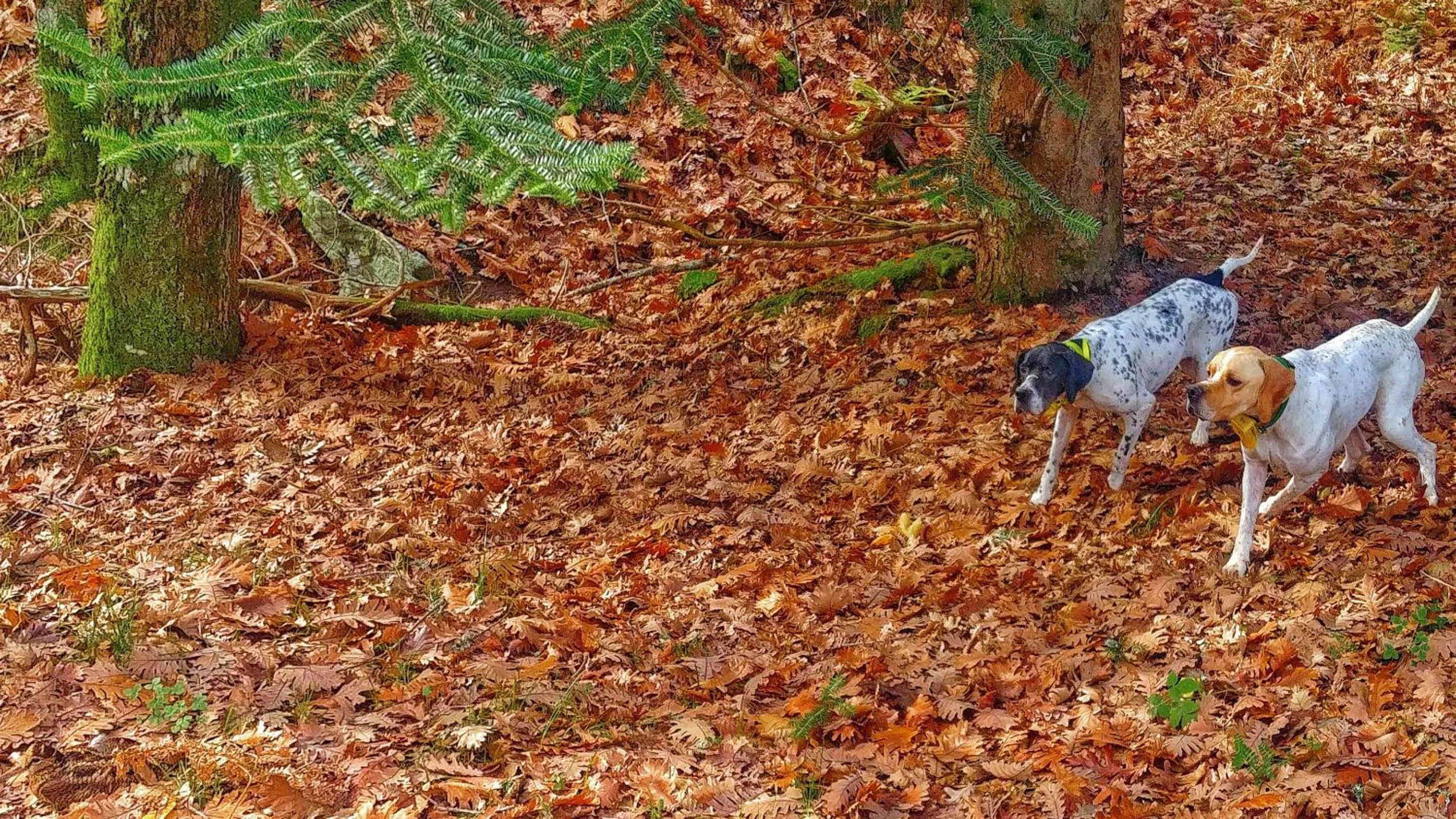 Off site in Ilia Mare