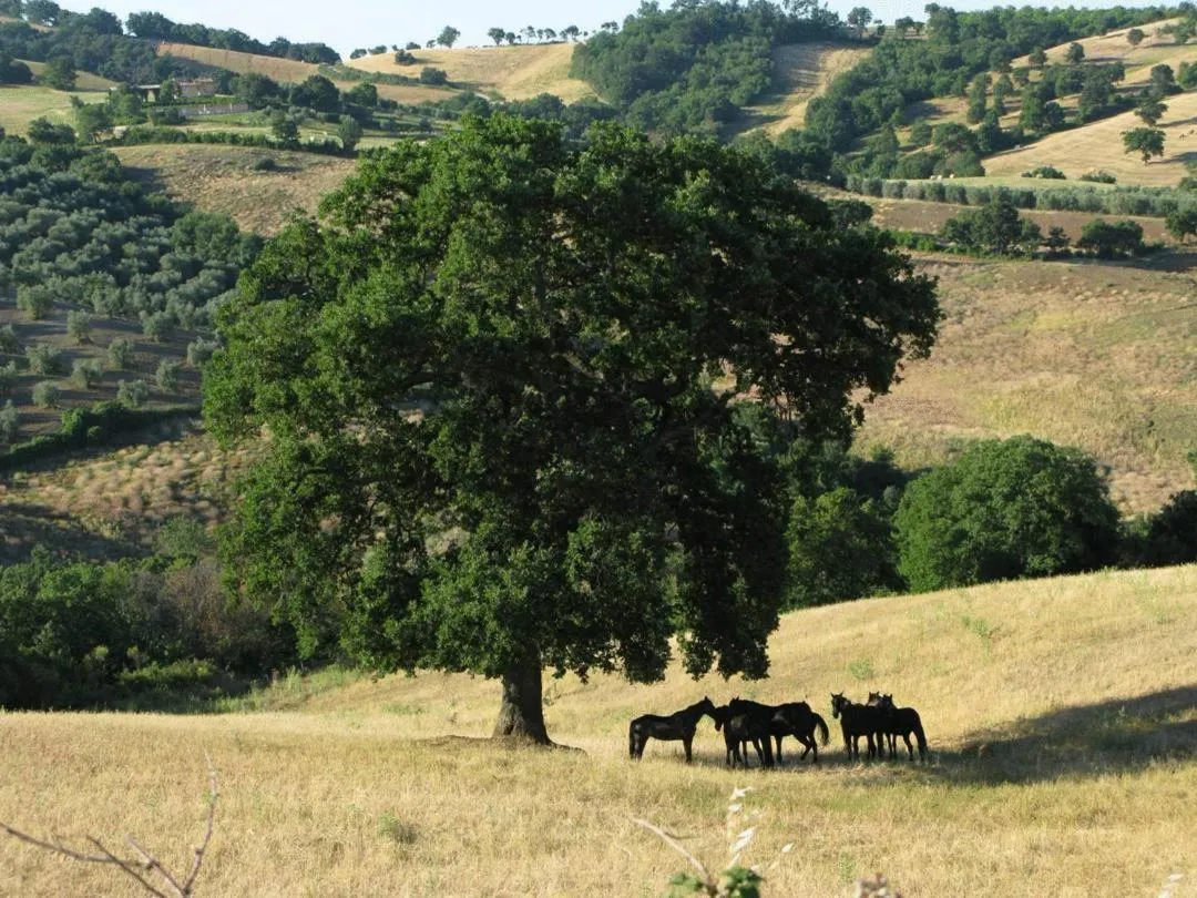 Garden in Le Murelle Country Resort