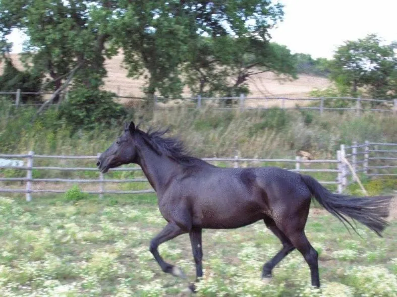 Animals in Le Murelle Country Resort