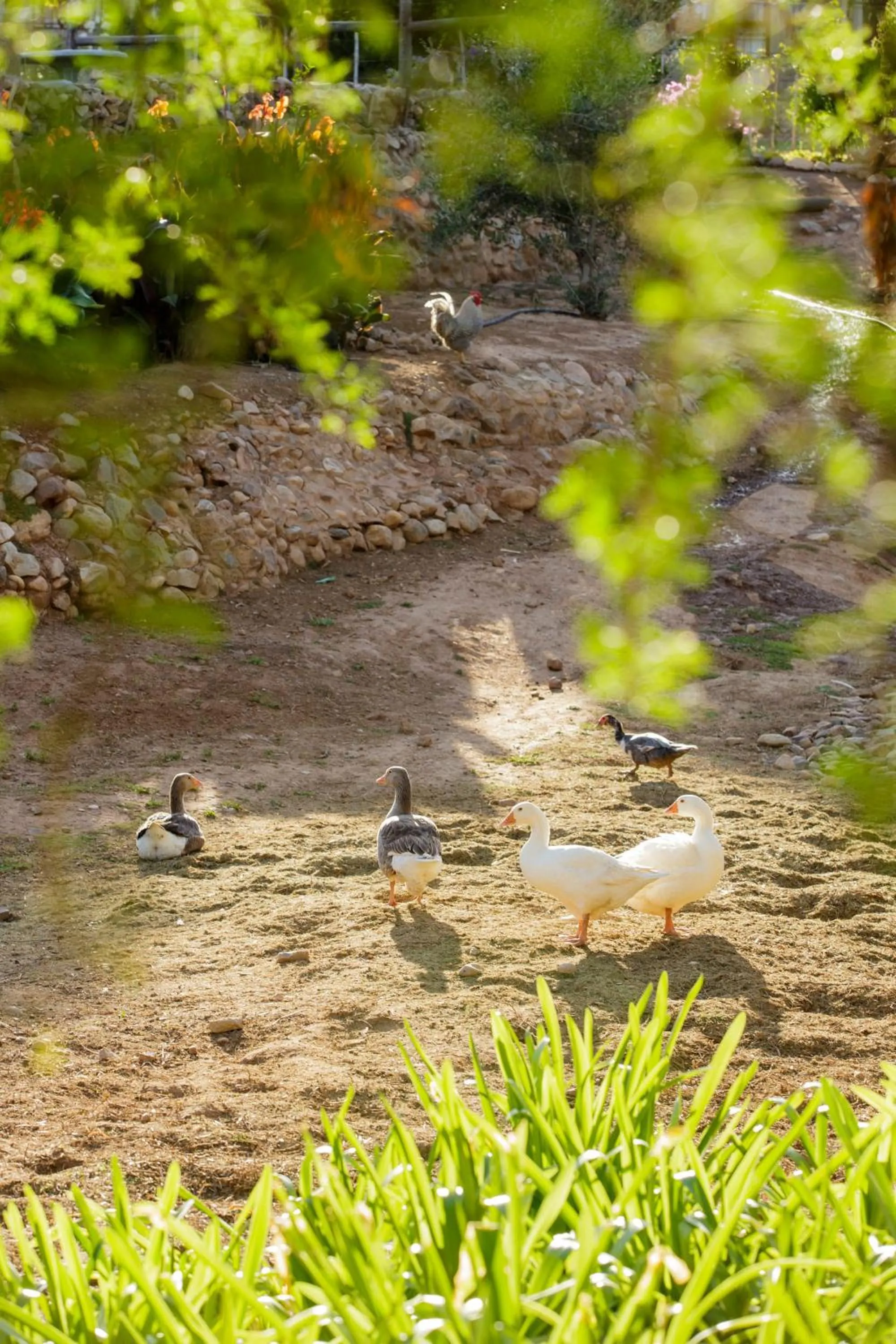 Pets in Die Fonteine Country Guesthouse and Glamping