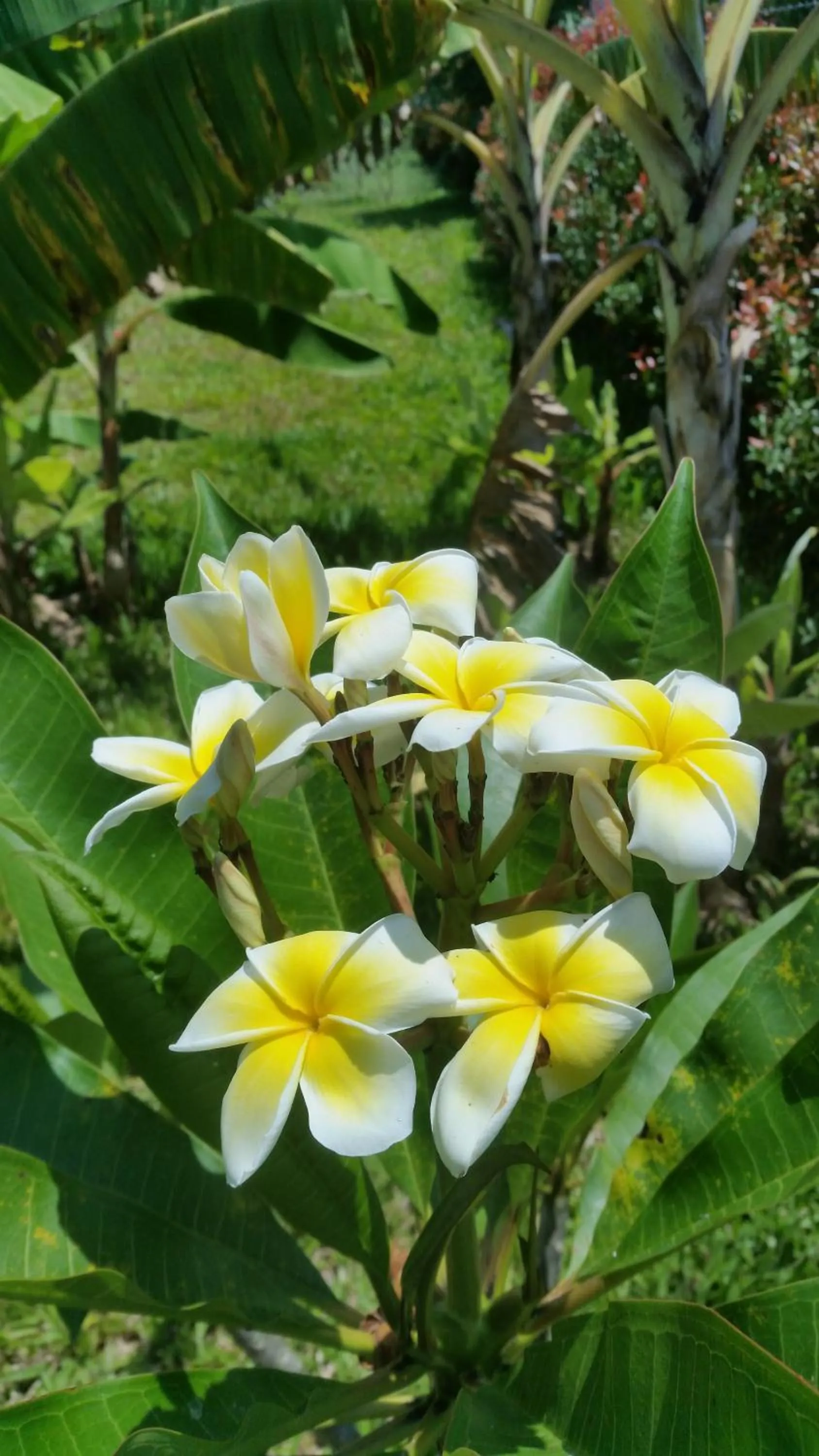 Other in Longan Tree